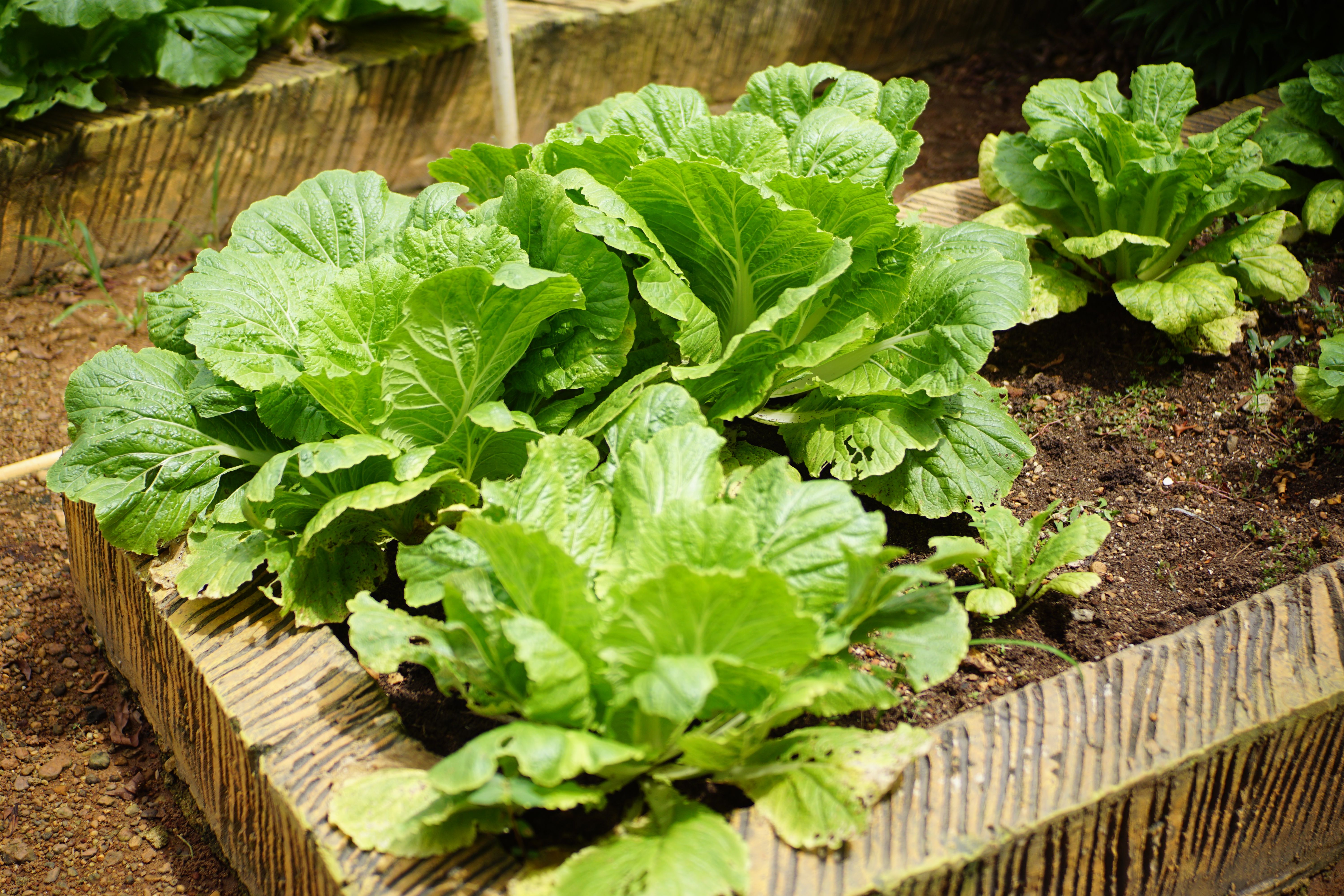hortalizas para plantar en invierno