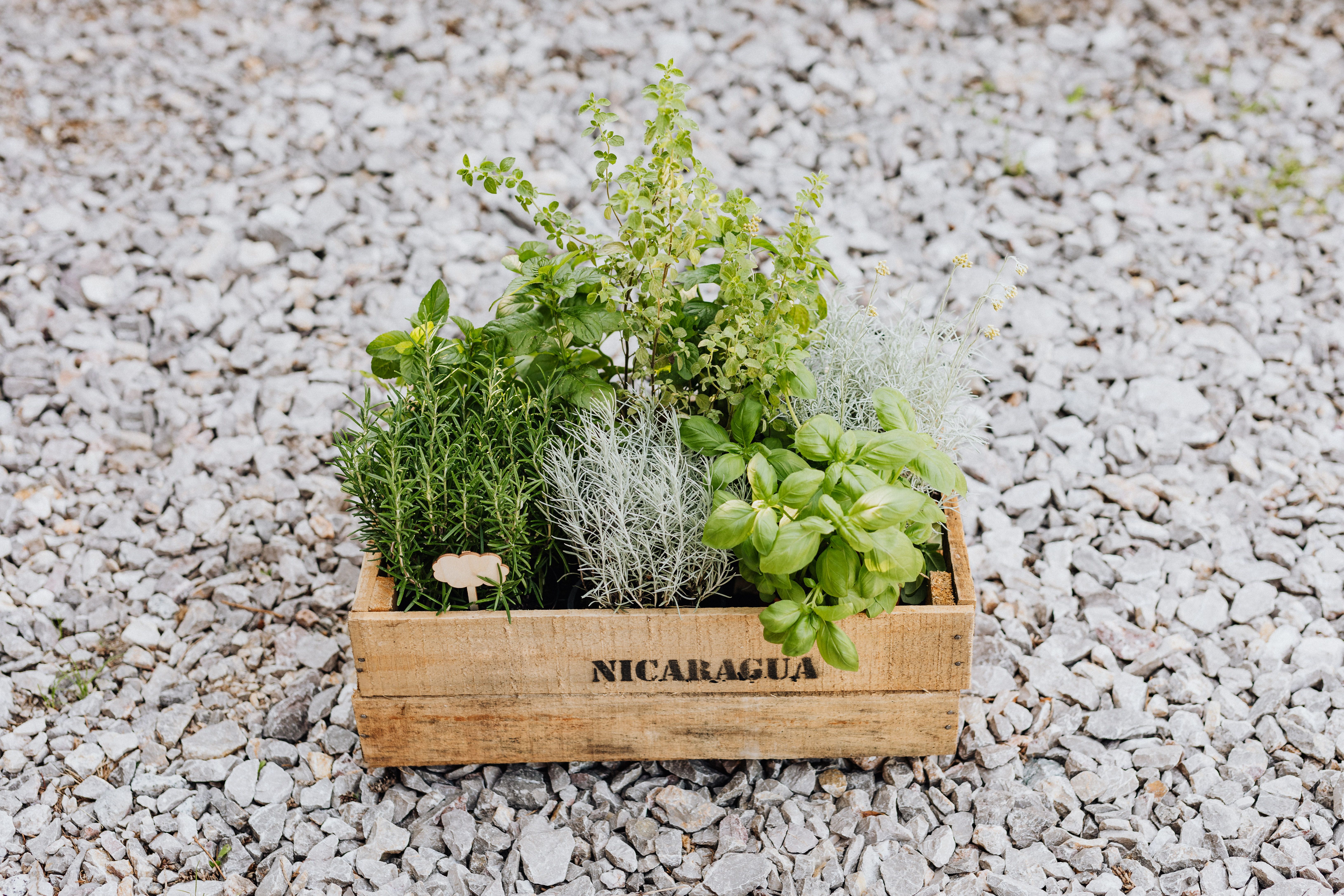 almacigos para plantar en invierno