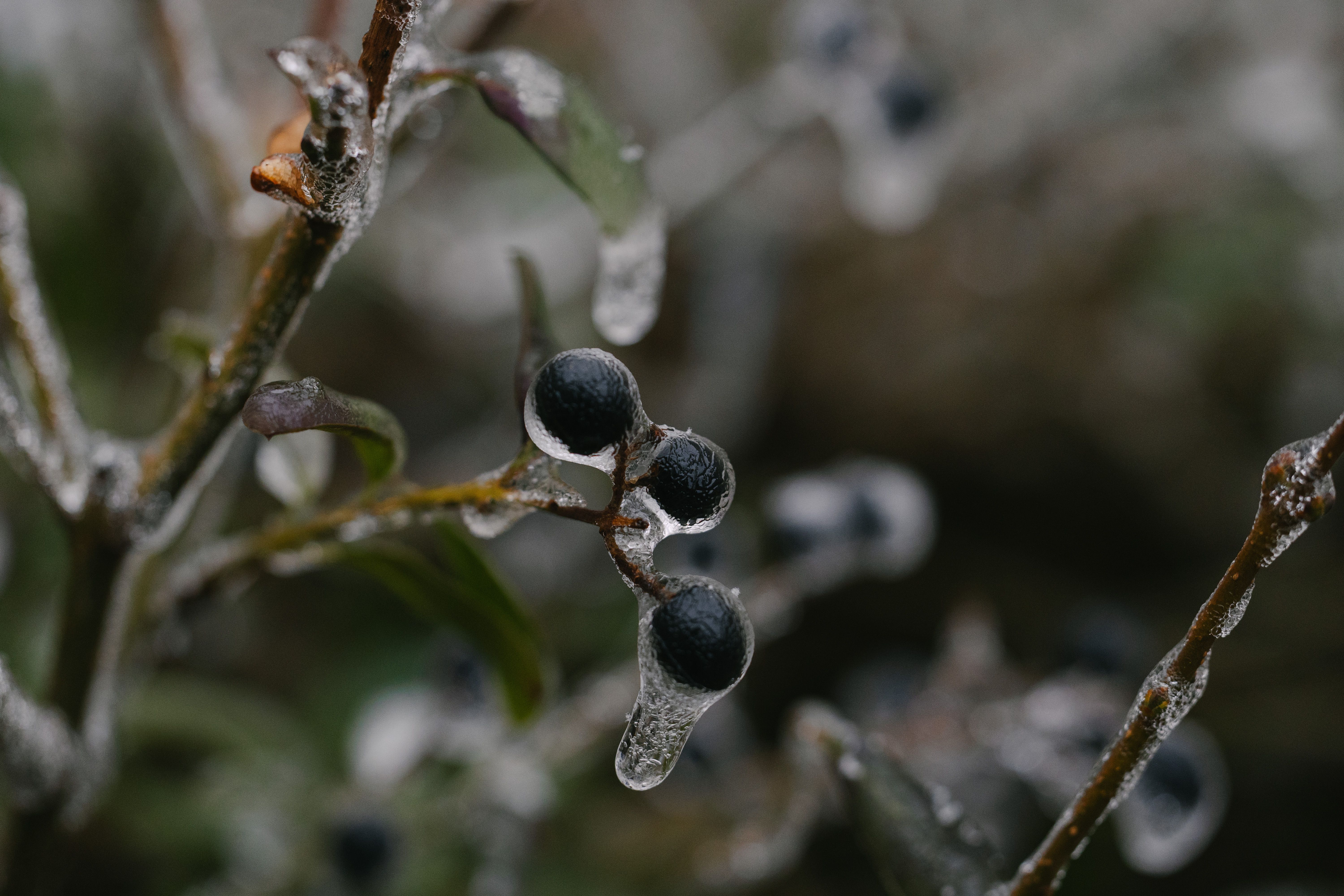 Árbol nativo durante una helada invernal