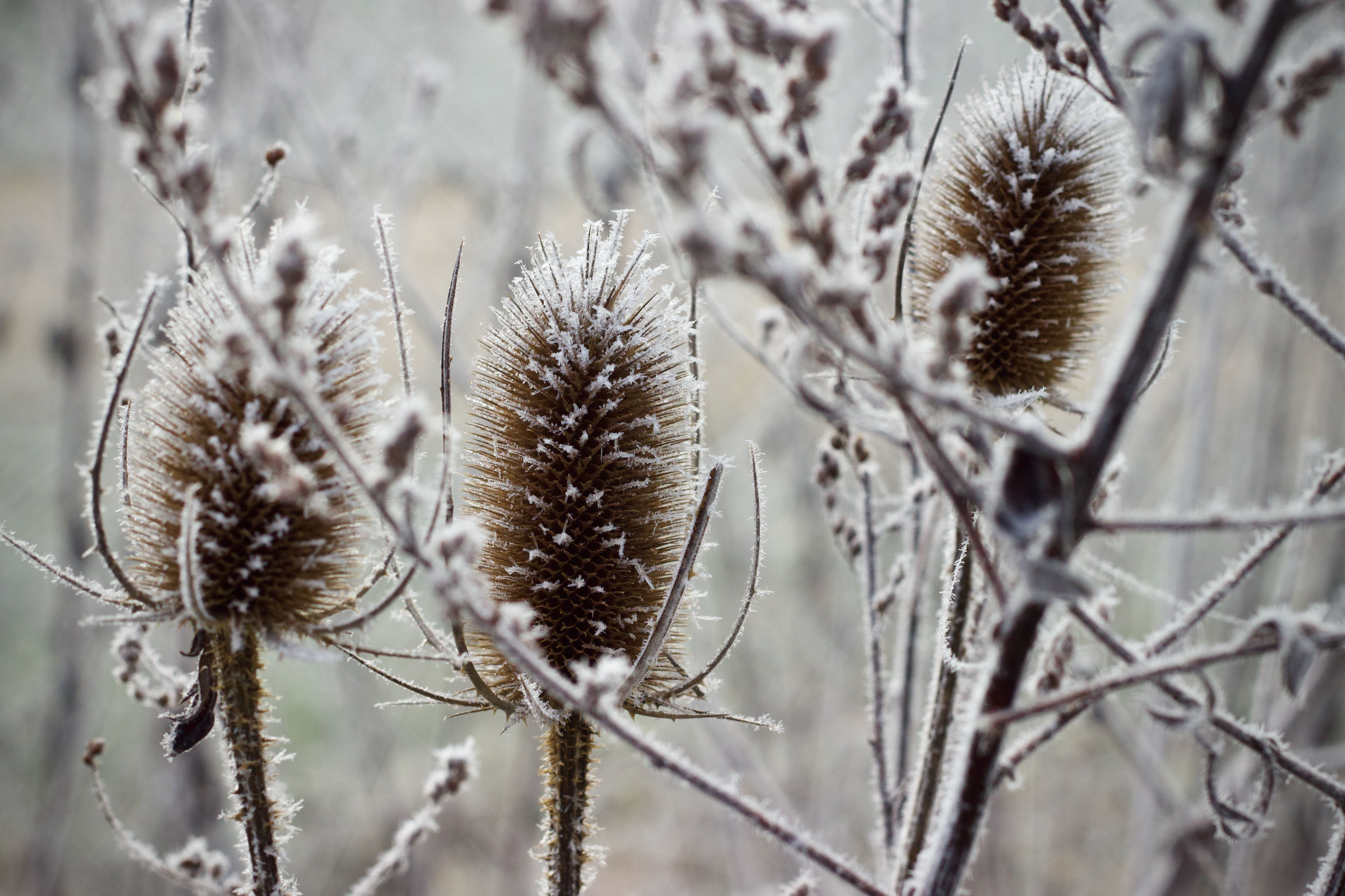 plantas cubiertos de escarcha durante el invierno