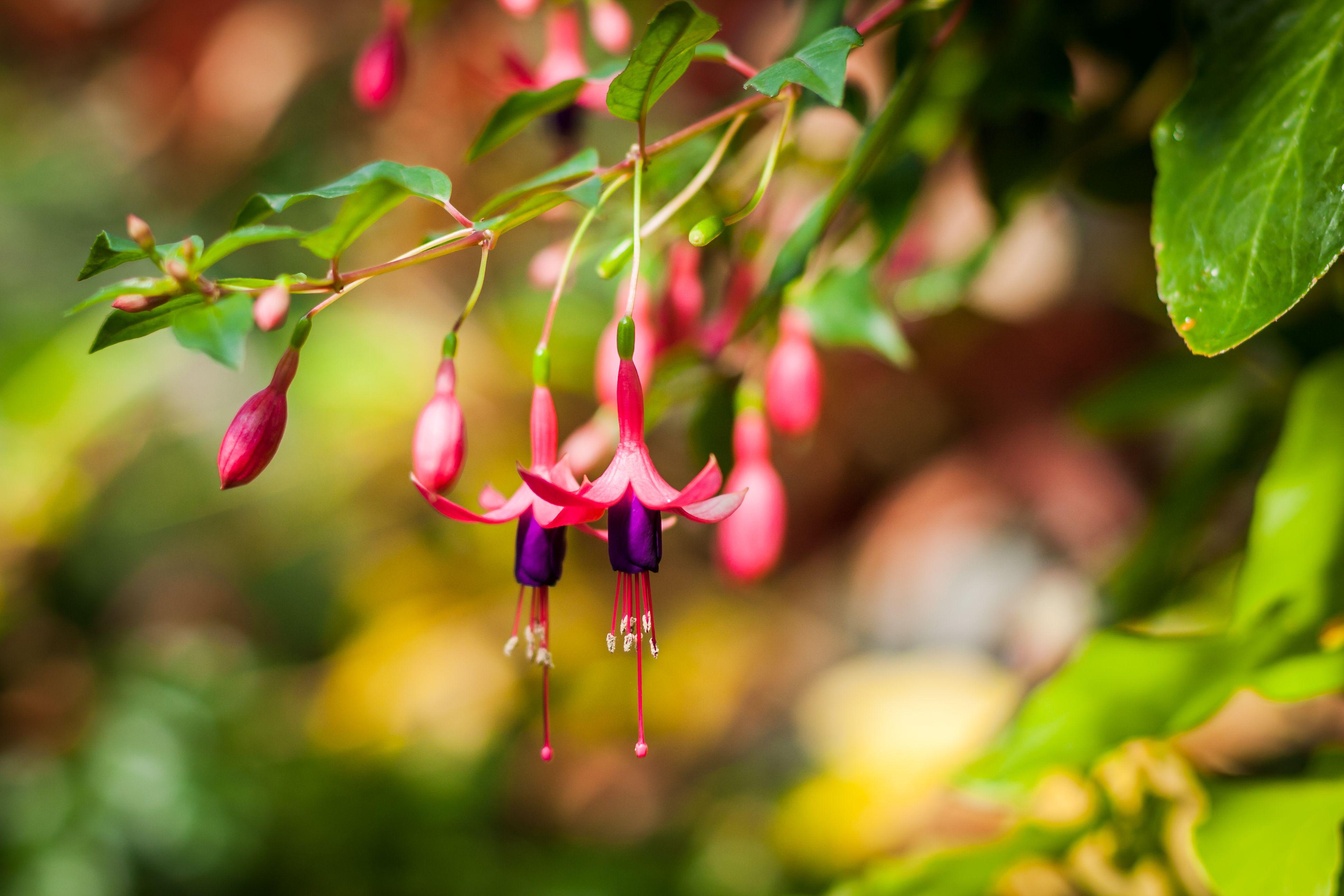 Fucsias y plantas de floración larga para maceteros