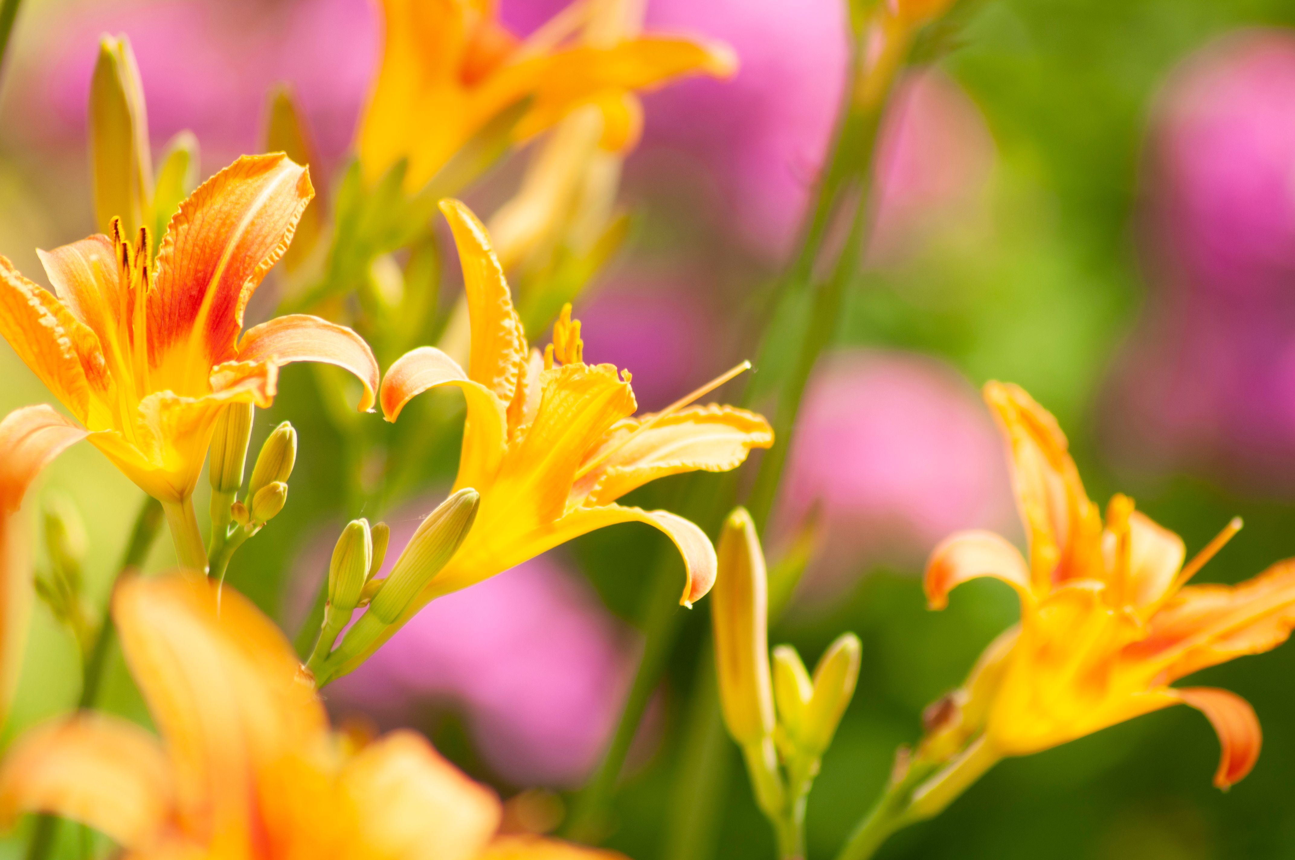 Jardín con flores de primavera y verano combinadas