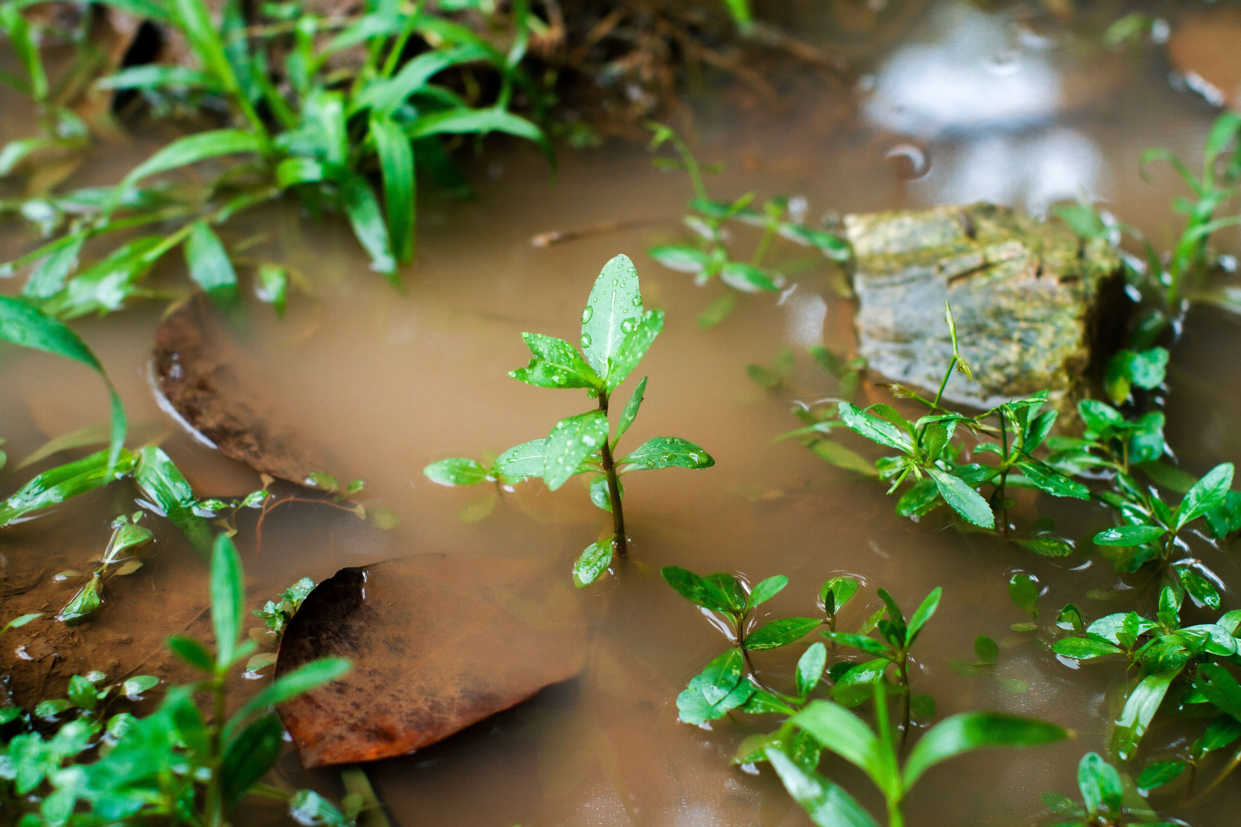 lluvias intensas y jardines