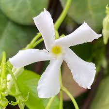 Flores blancas del jazmín hélice