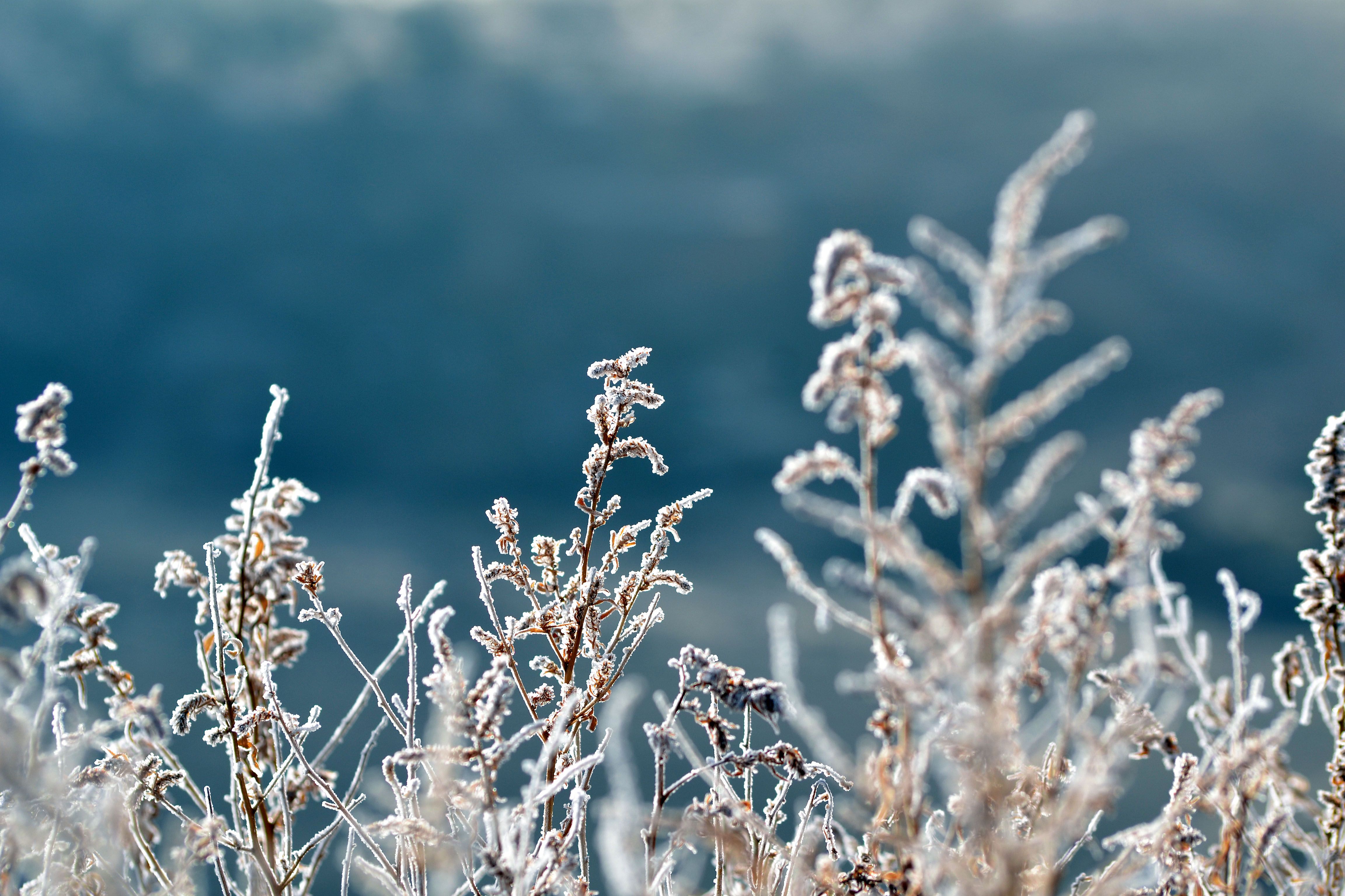 Lavanda resistente a las heladas durante el invierno