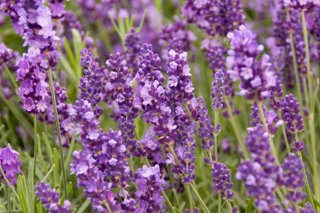 Fotografía real de flores de lavanda para jardines soleados