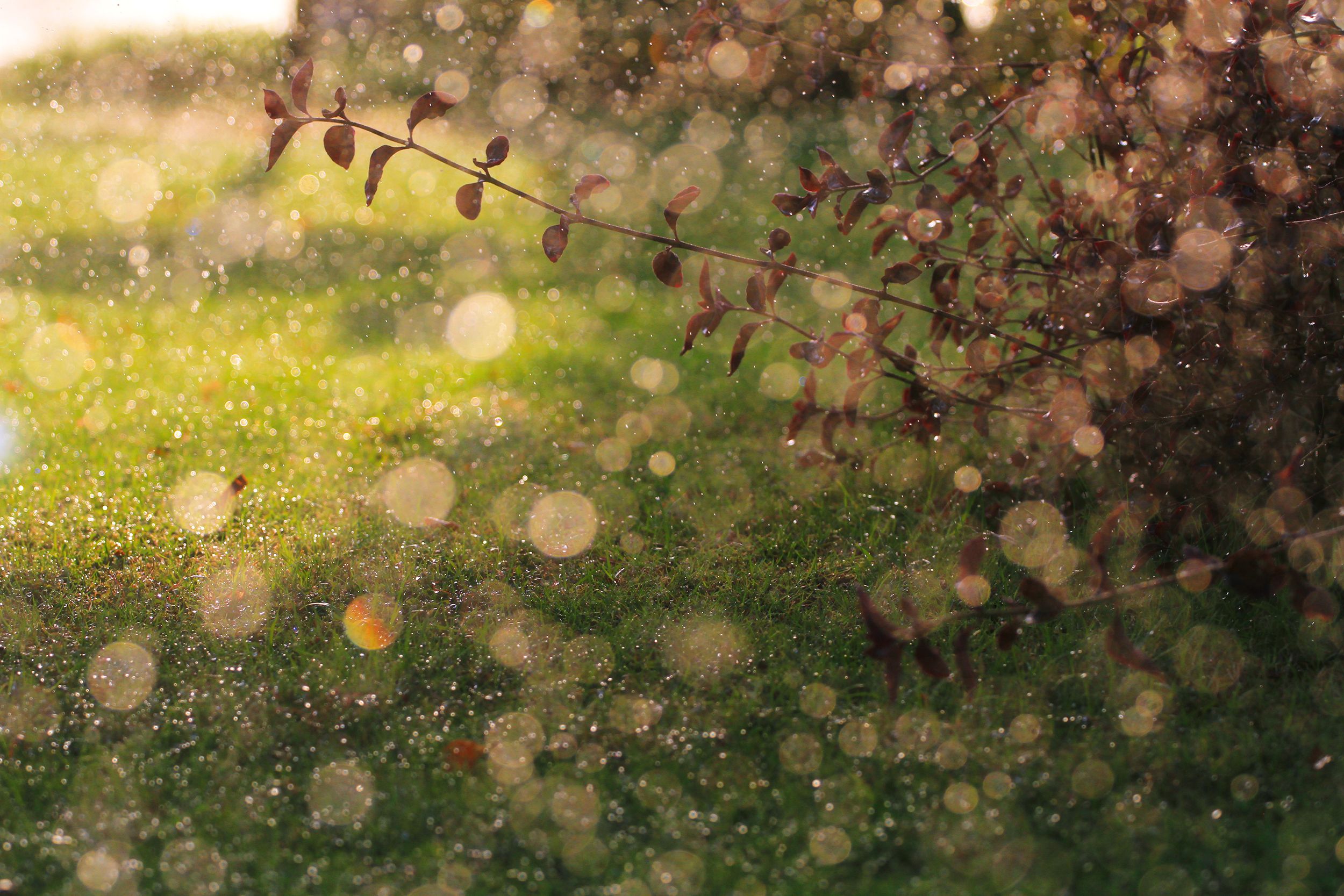 jardin dias de lluvia
