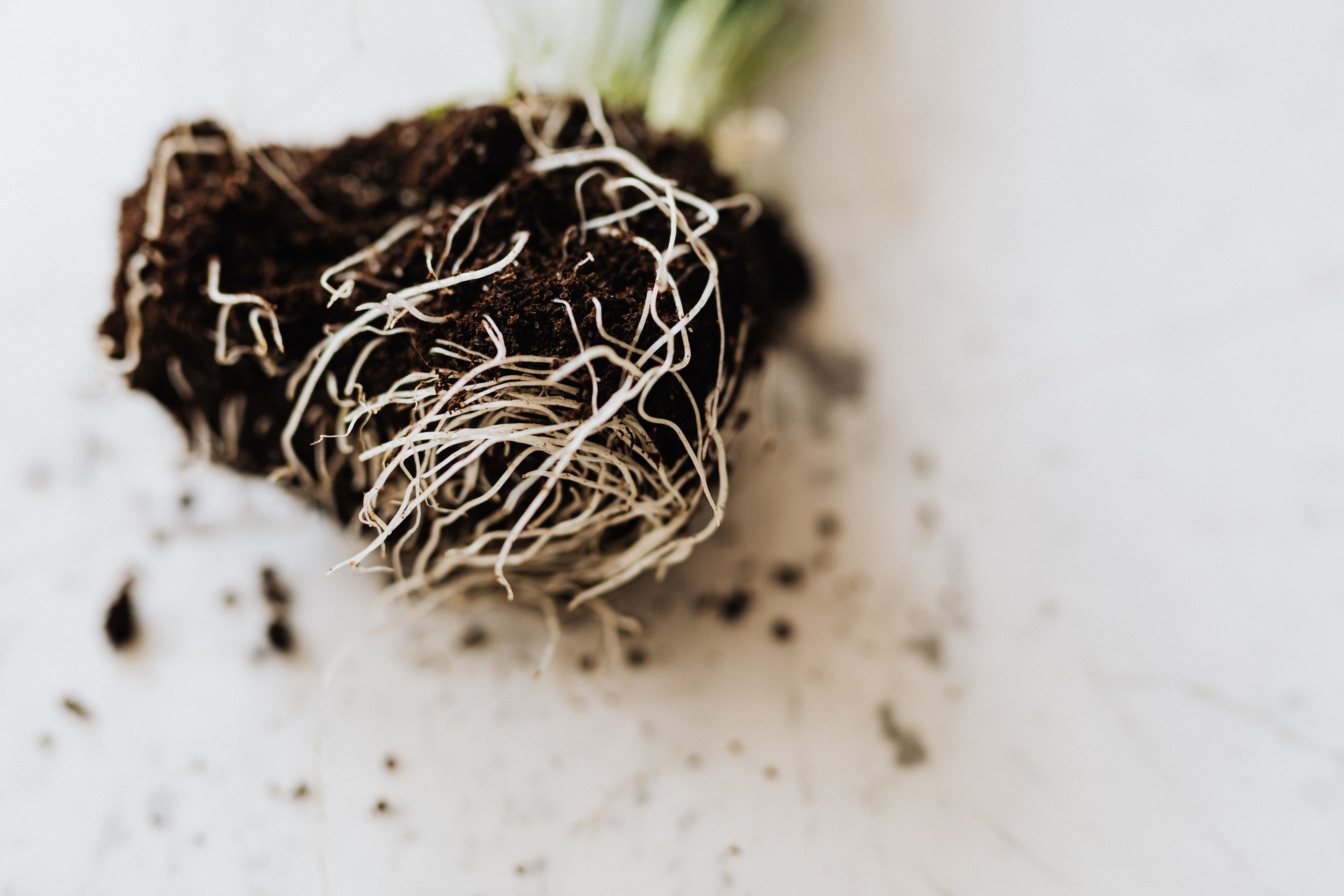 Revisando las raíces antes de trasplantar una planta