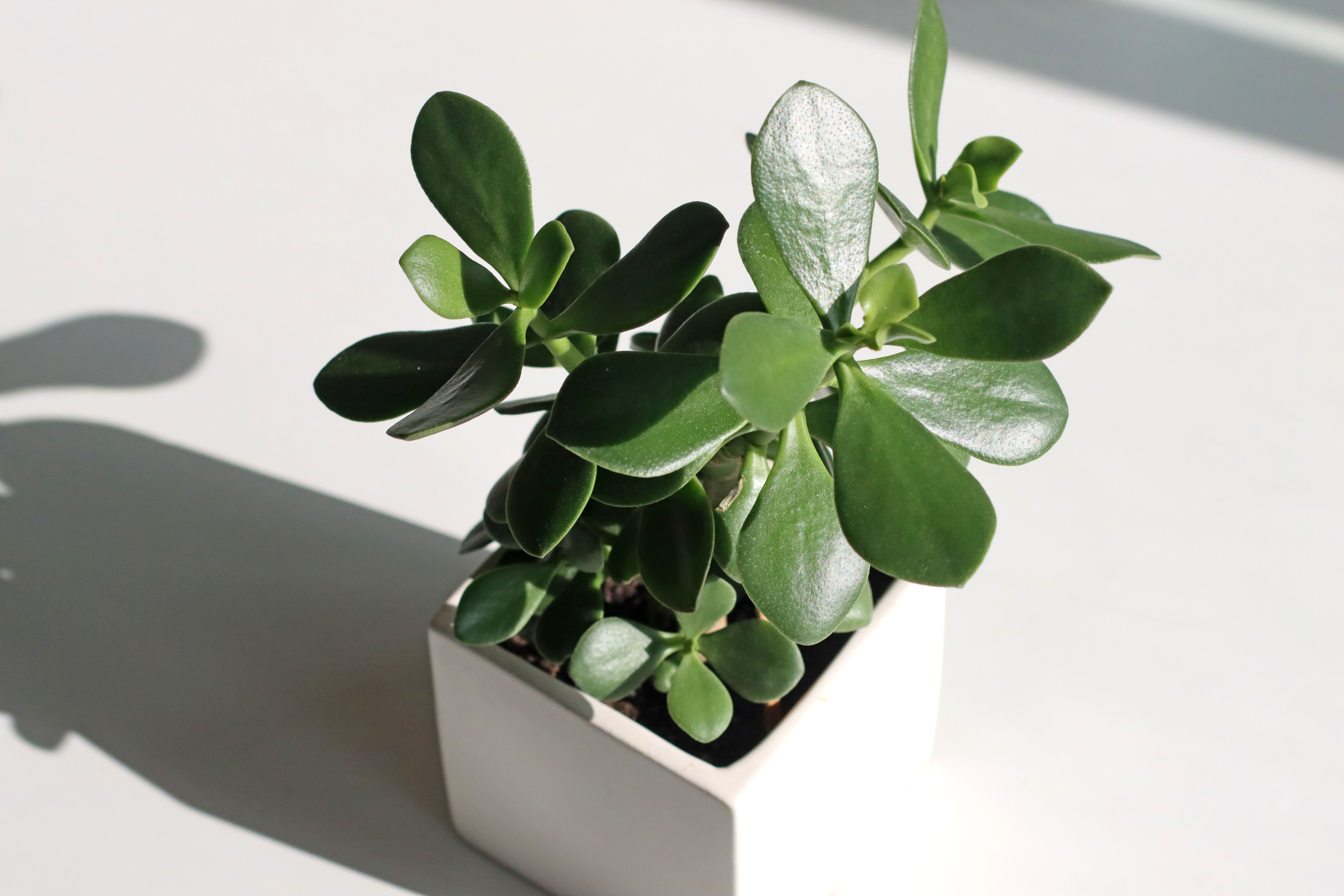 Planta de jade para regalar a papá en el Día del Padre