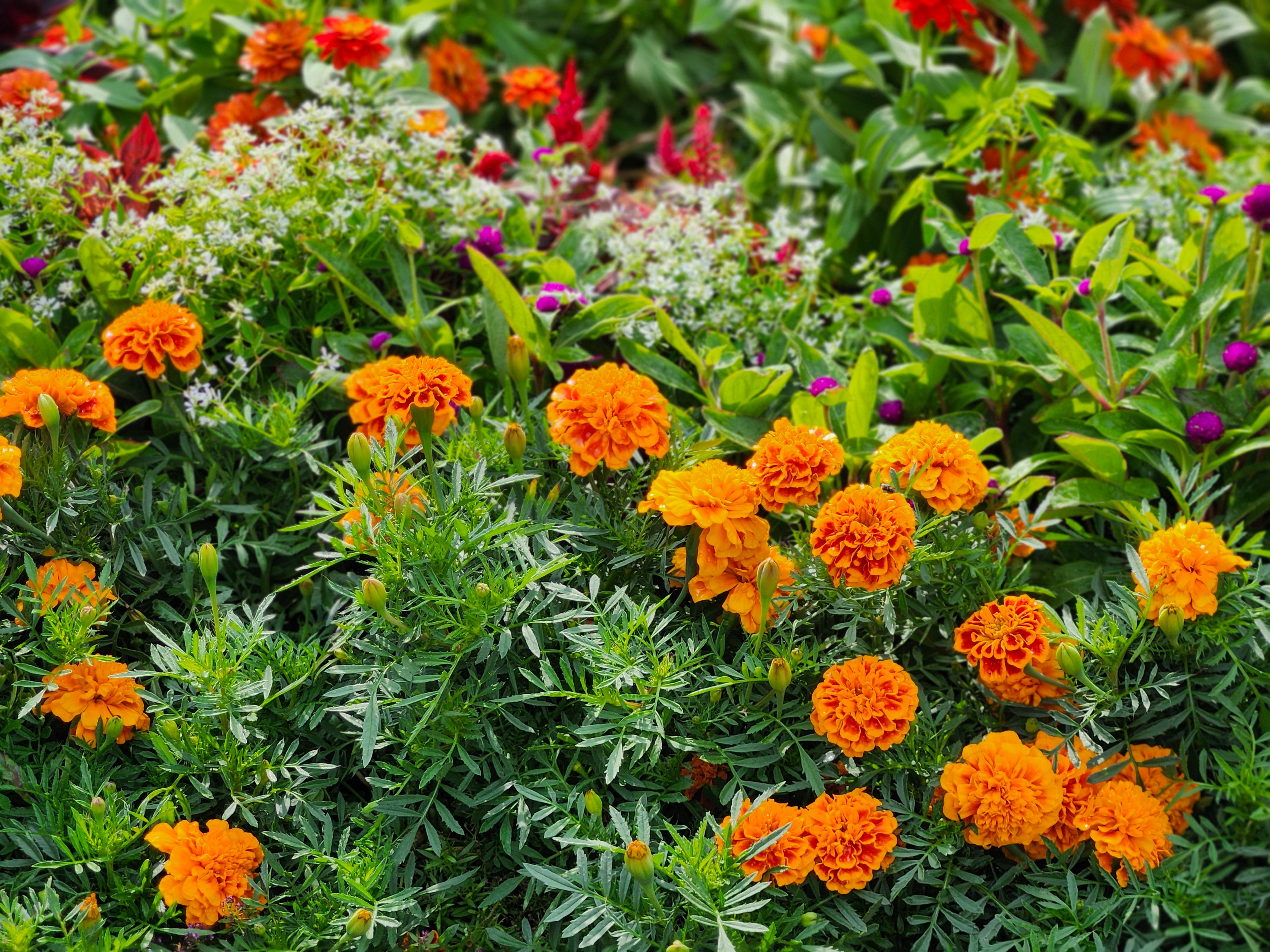 Macizo de flores con plantas de distintas alturas y épocas de floración