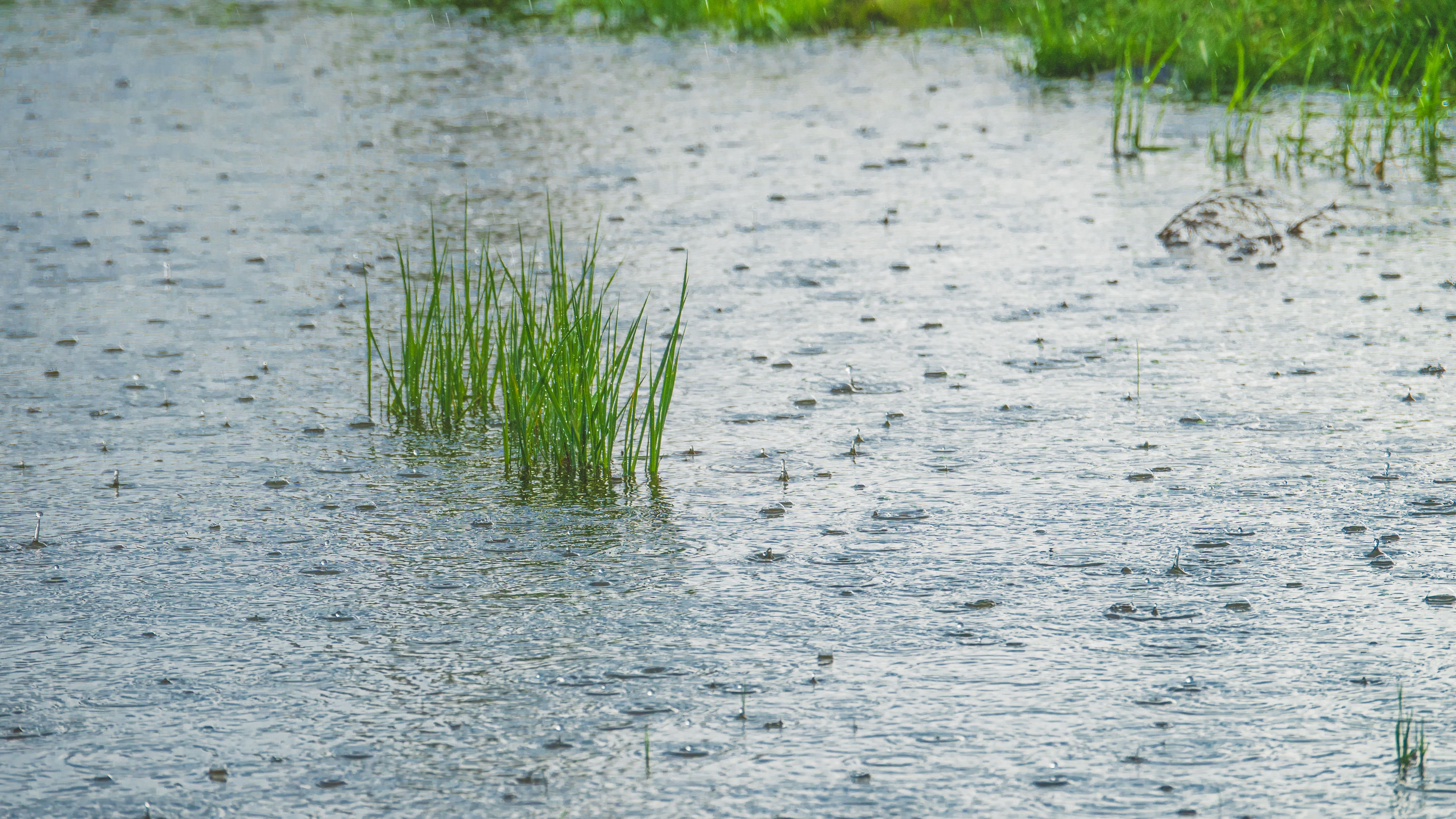 posas de lluvia en jardin
