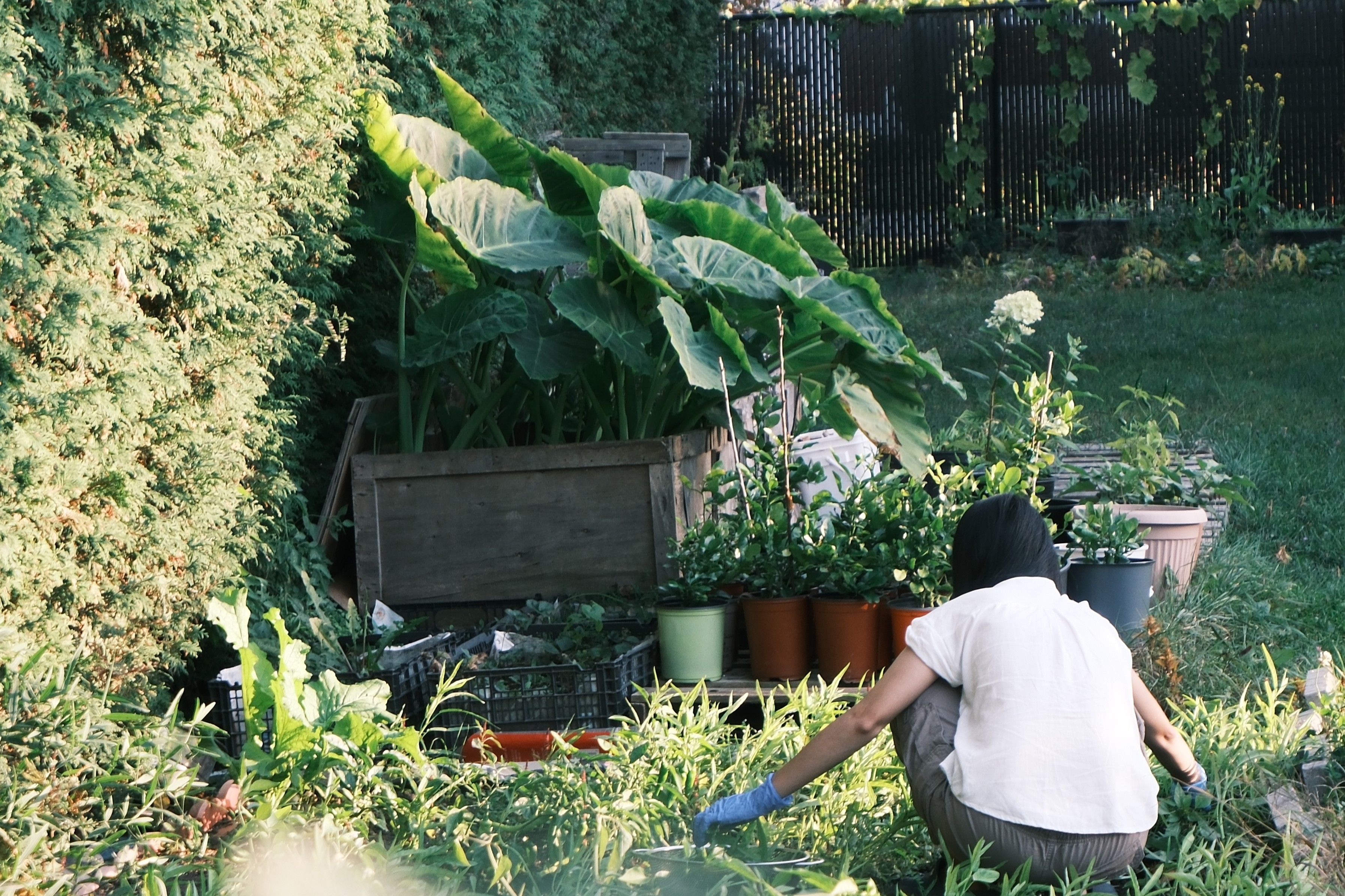 Preparación del jardín en invierno