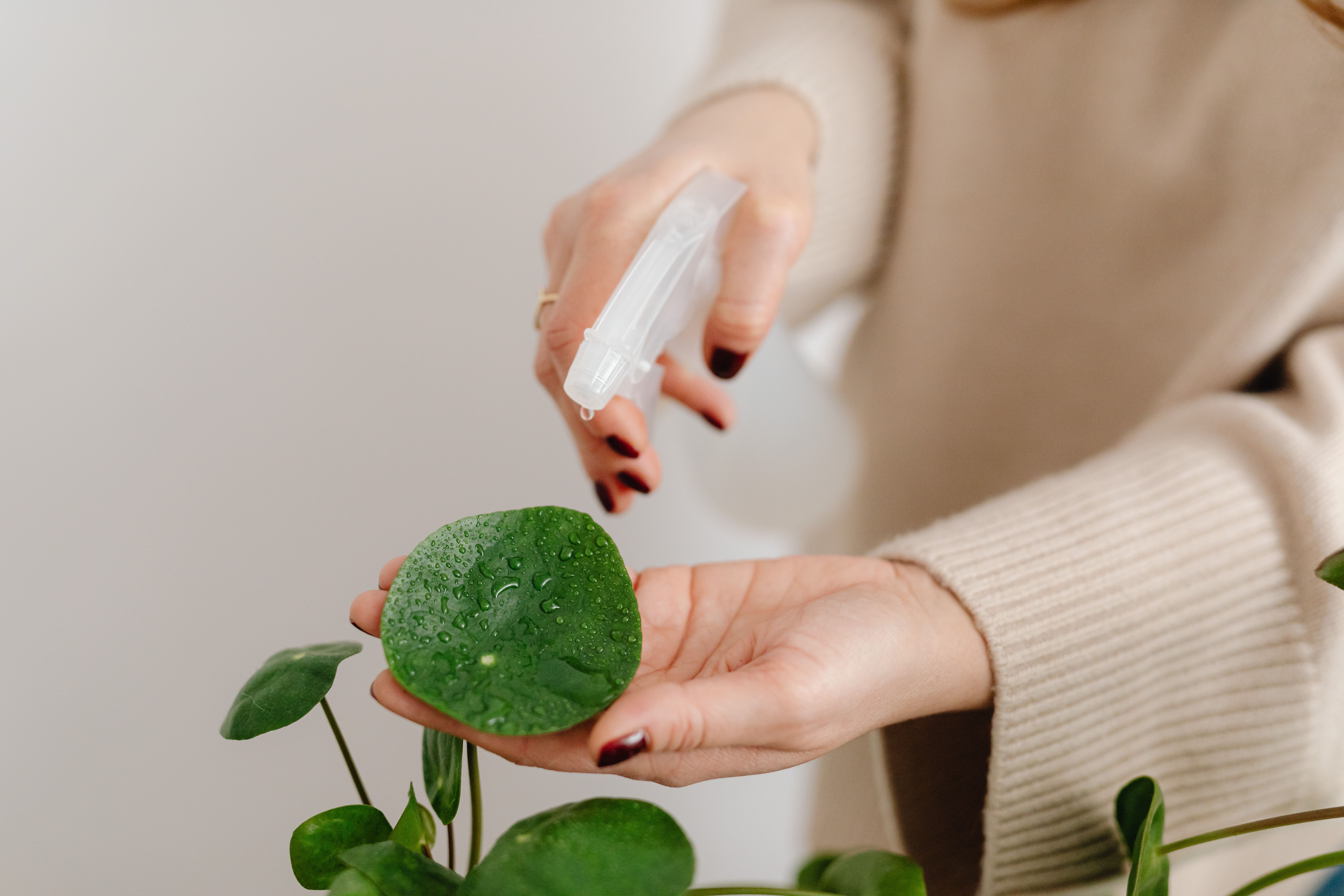Persona regando correctamente una planta en maceta