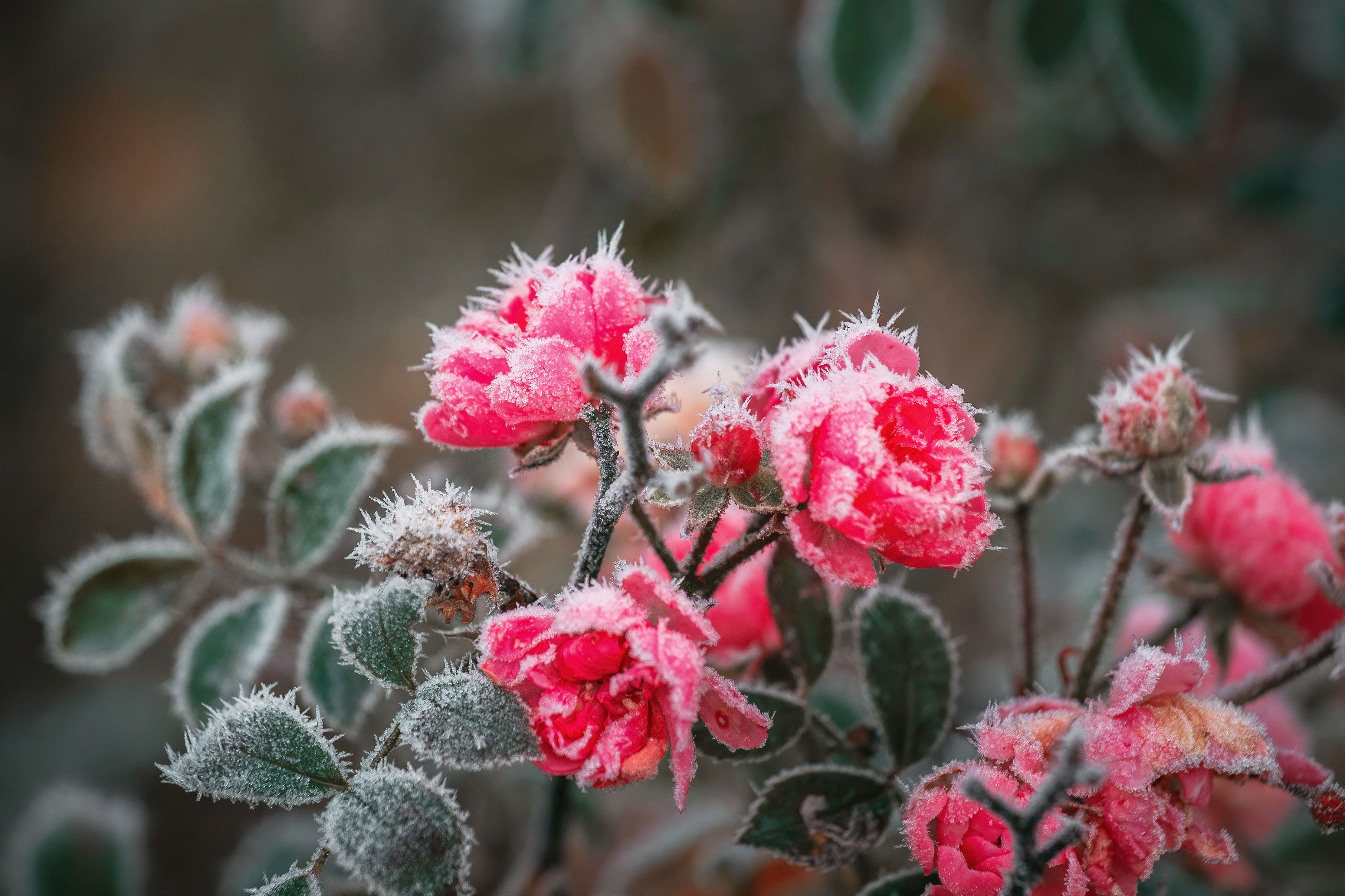 Rosal durante una helada de invierno