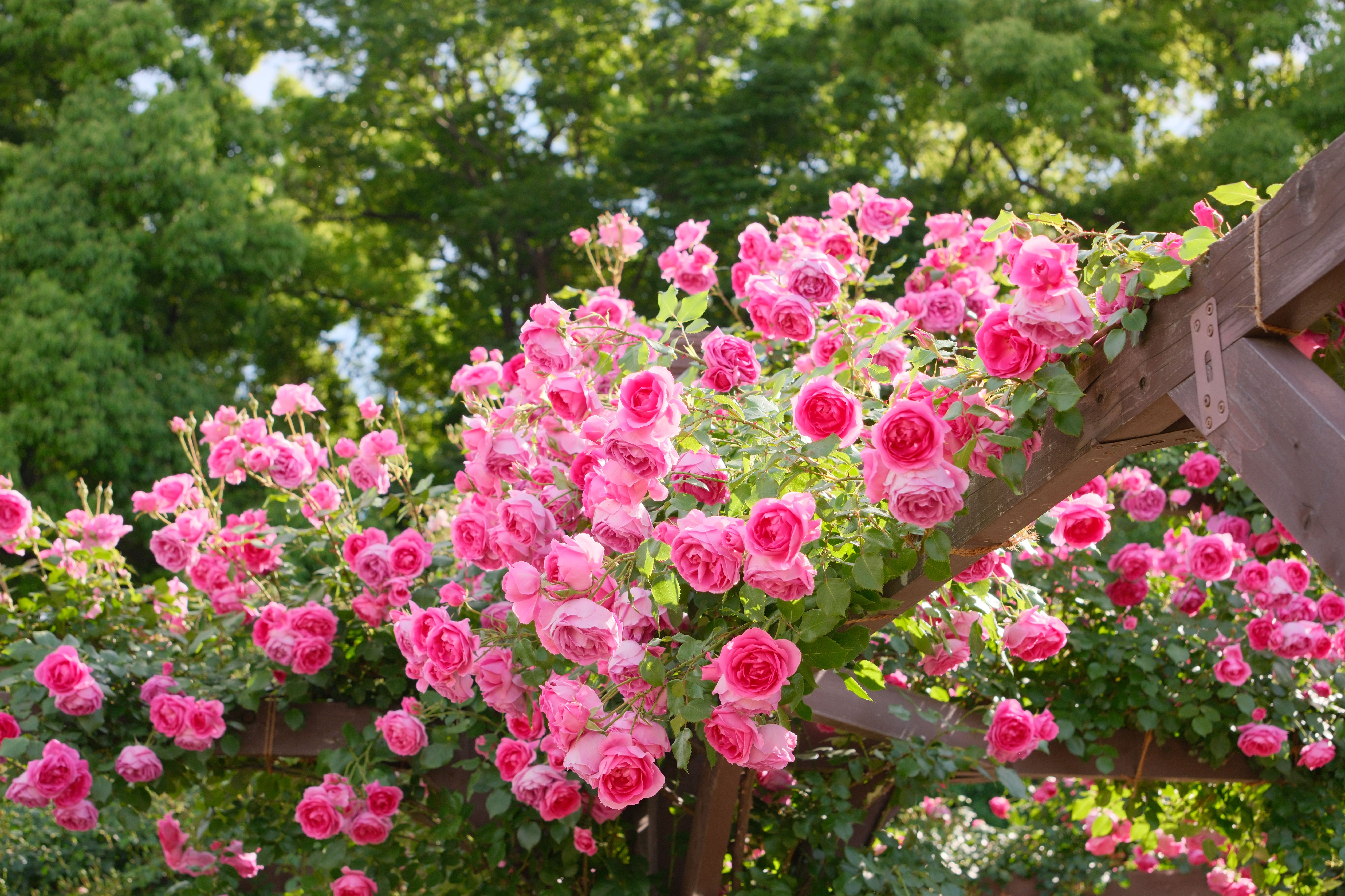 Rosa trepadora cubriendo una estructura de jardín
