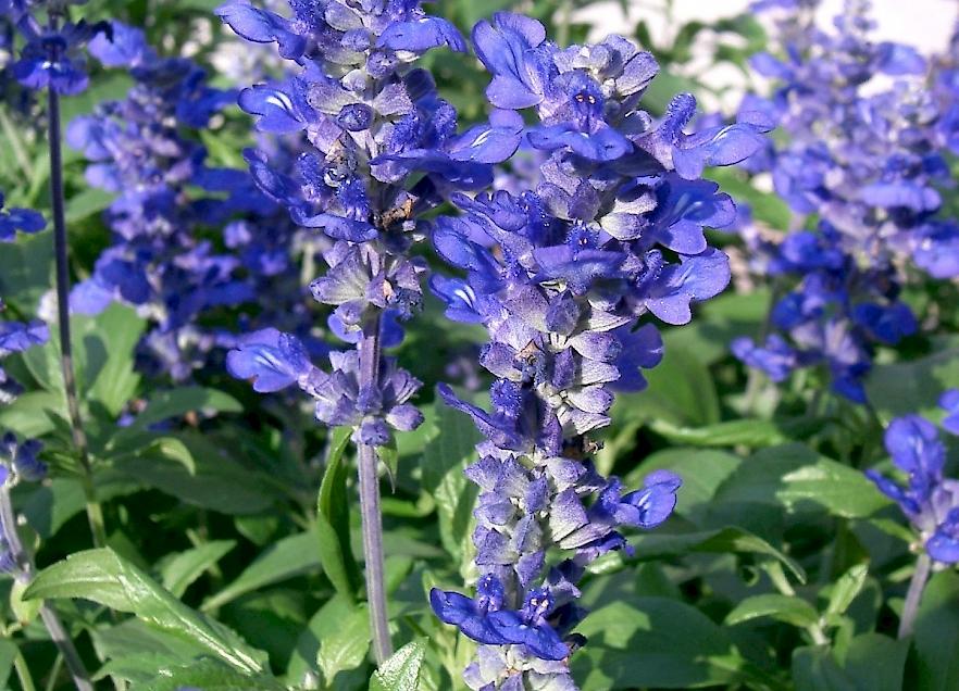 Fotografía real de Salvia farinacea con flores azules