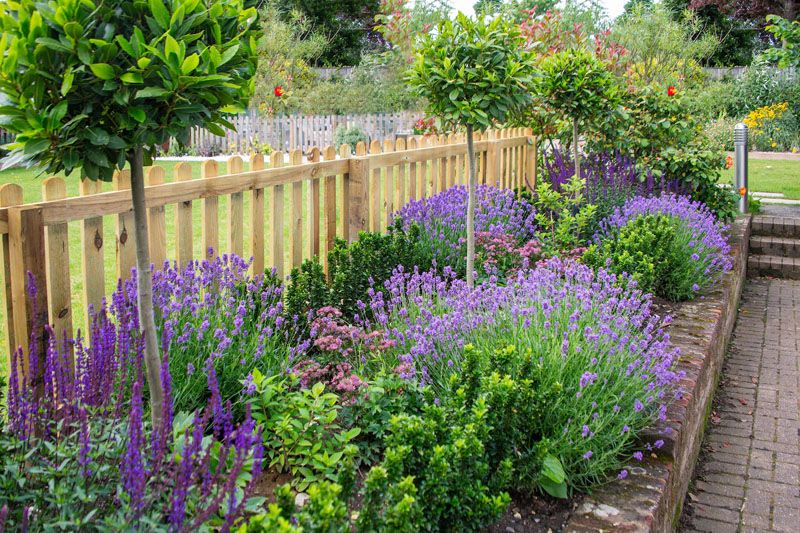 Salvias y lavandas para jardín de primavera y verano