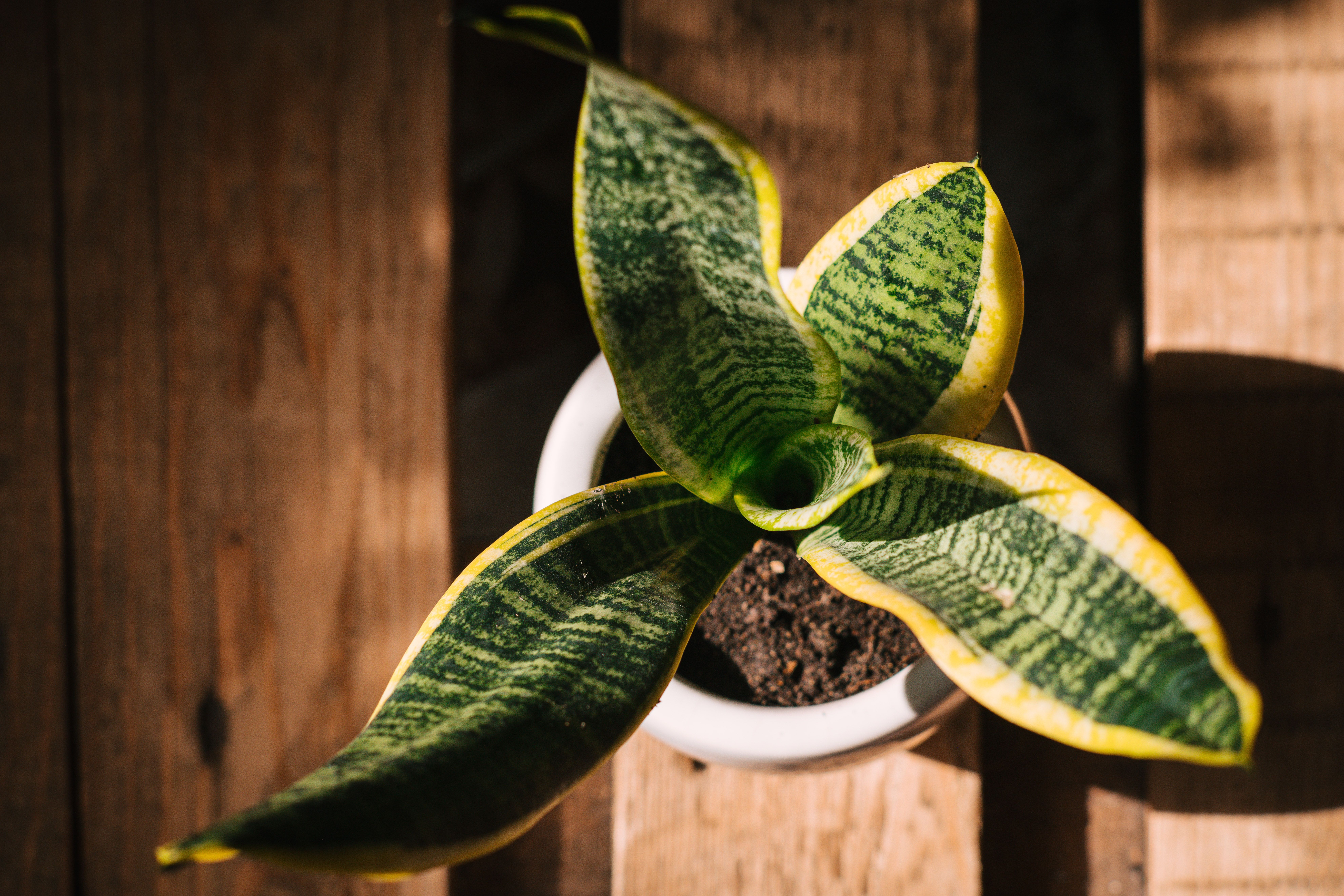 como cuidar sansevieria