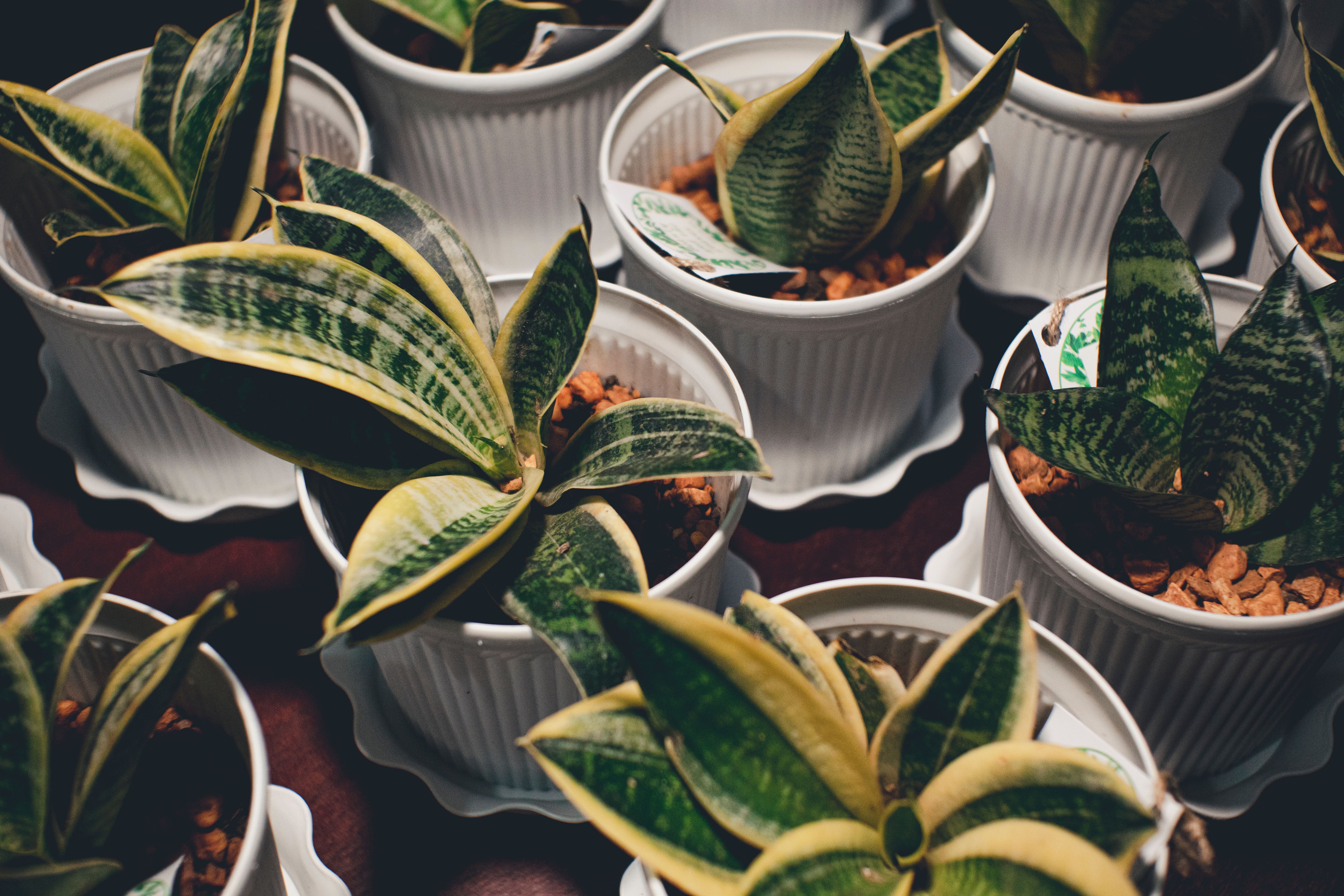 como elegir tu sansevieria
