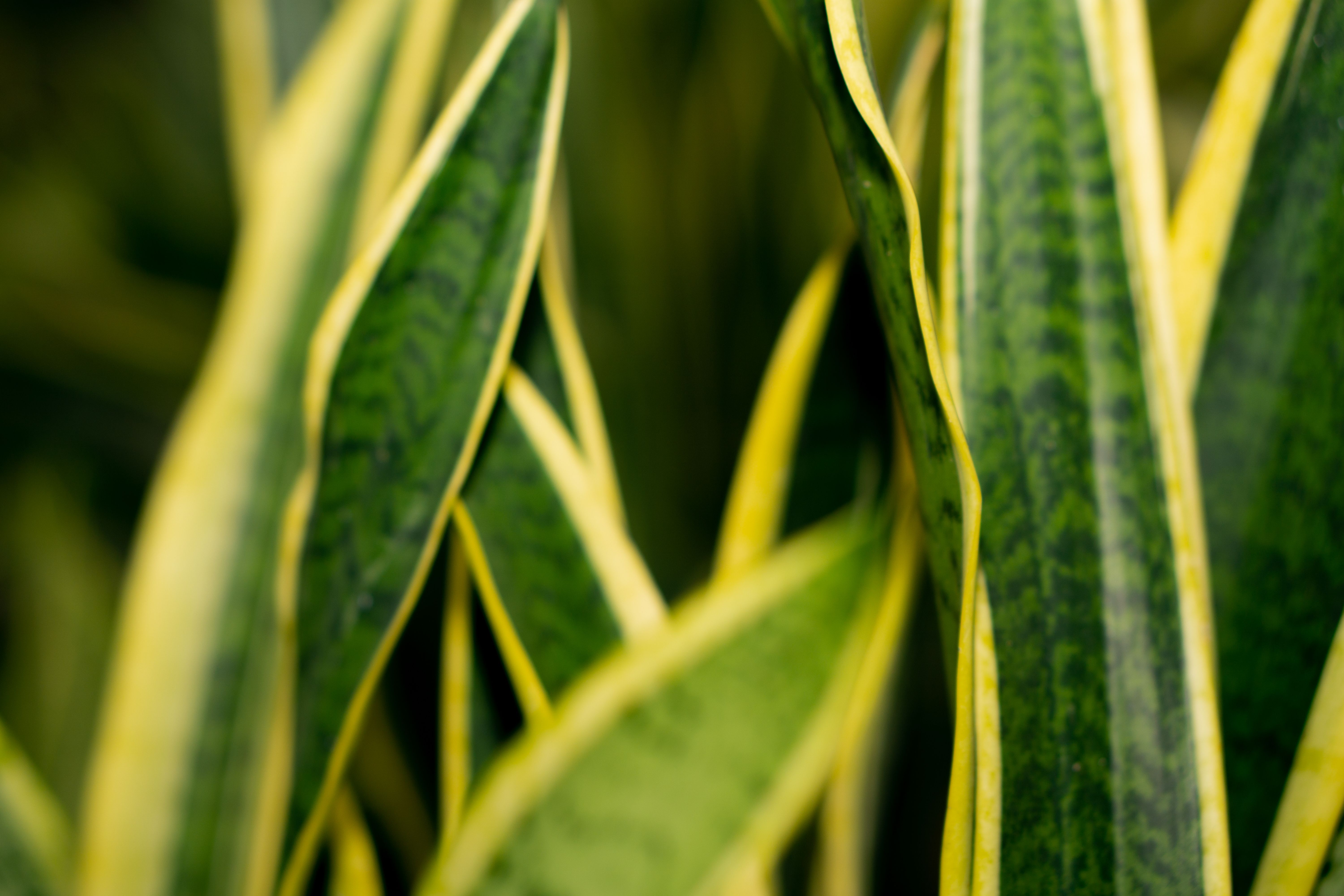 cuidados de sansevieria