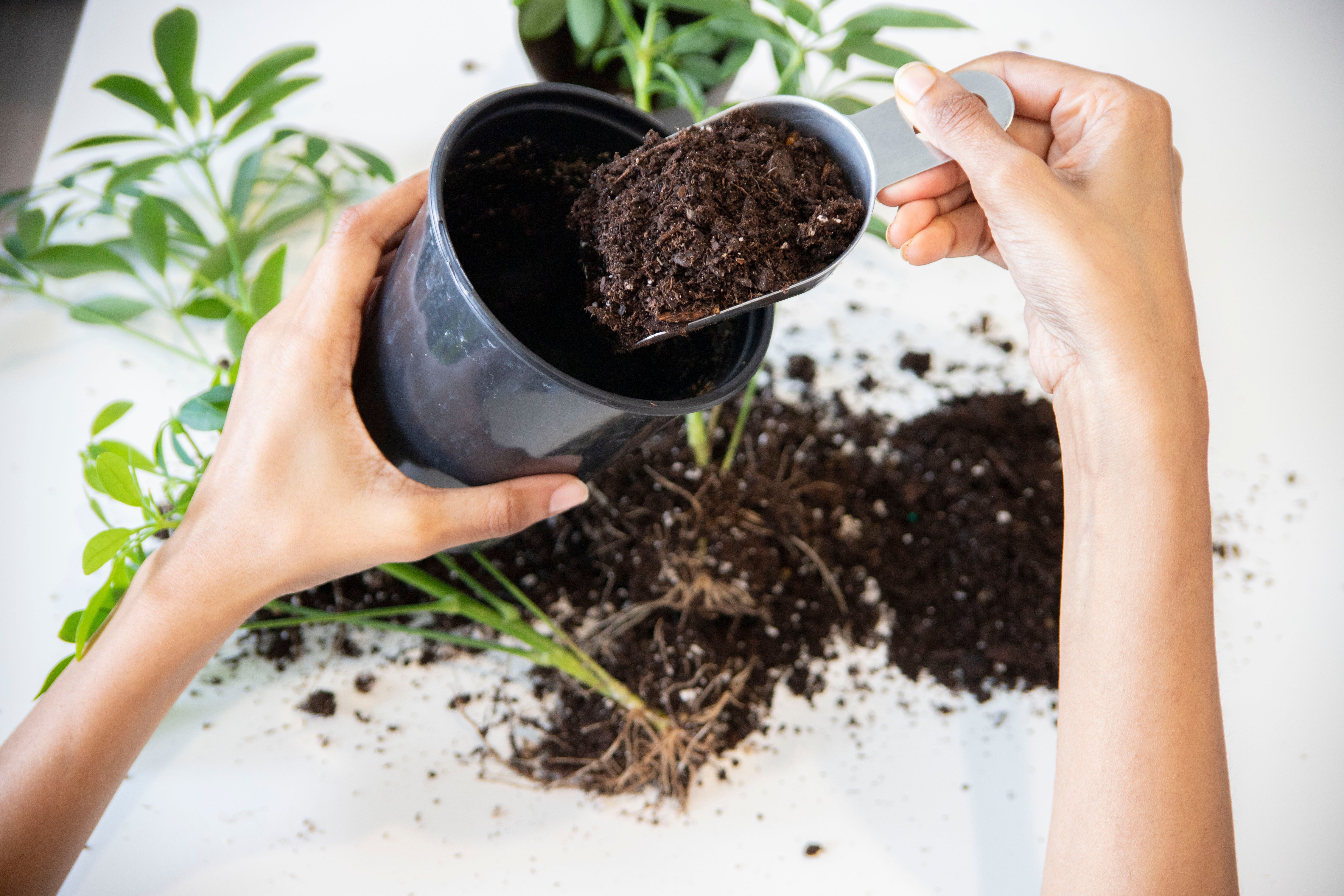 Sustrato nuevo para trasplantar plantas con buen drenaje
