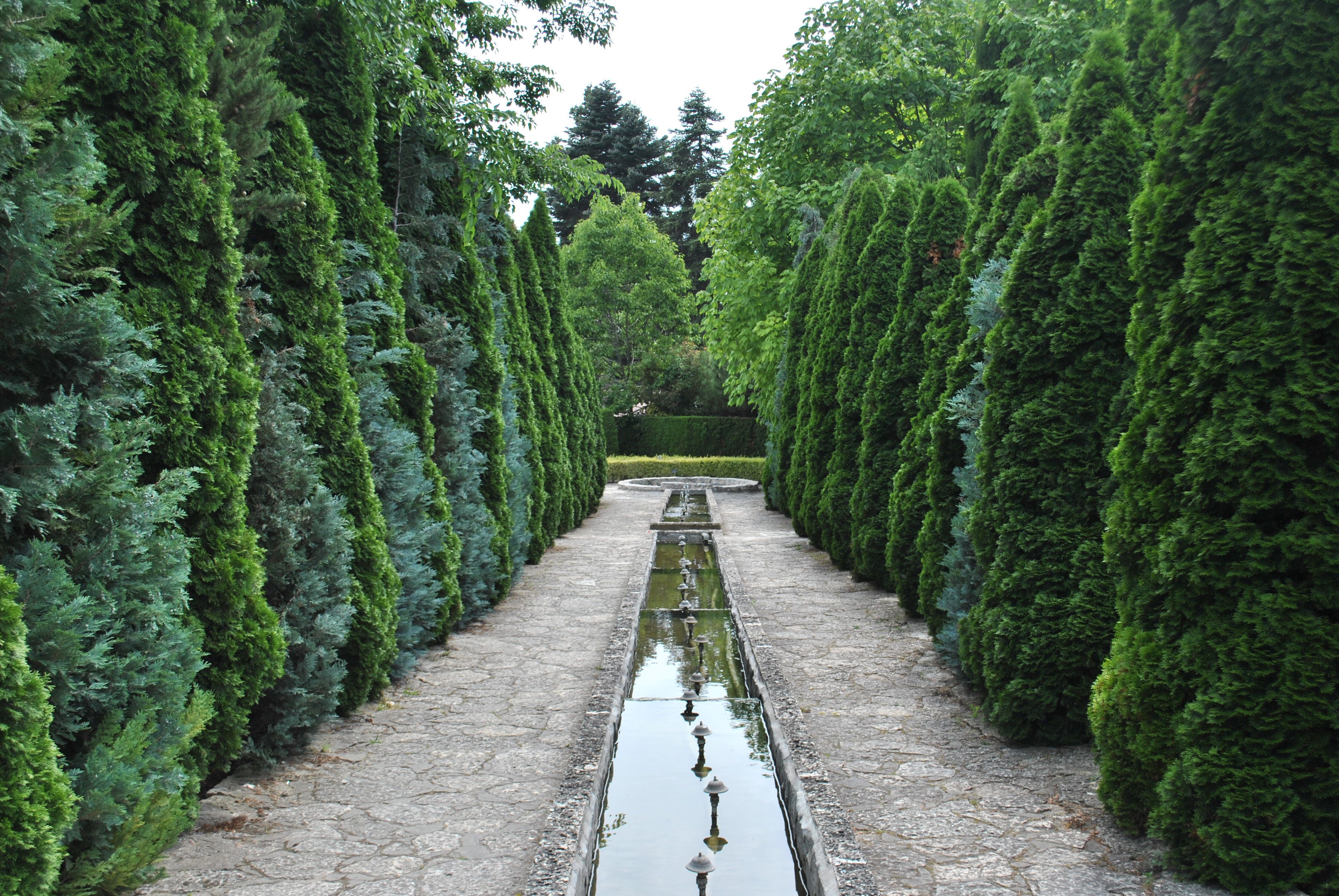 Tujas y chamaecyparis para jardines pequeños