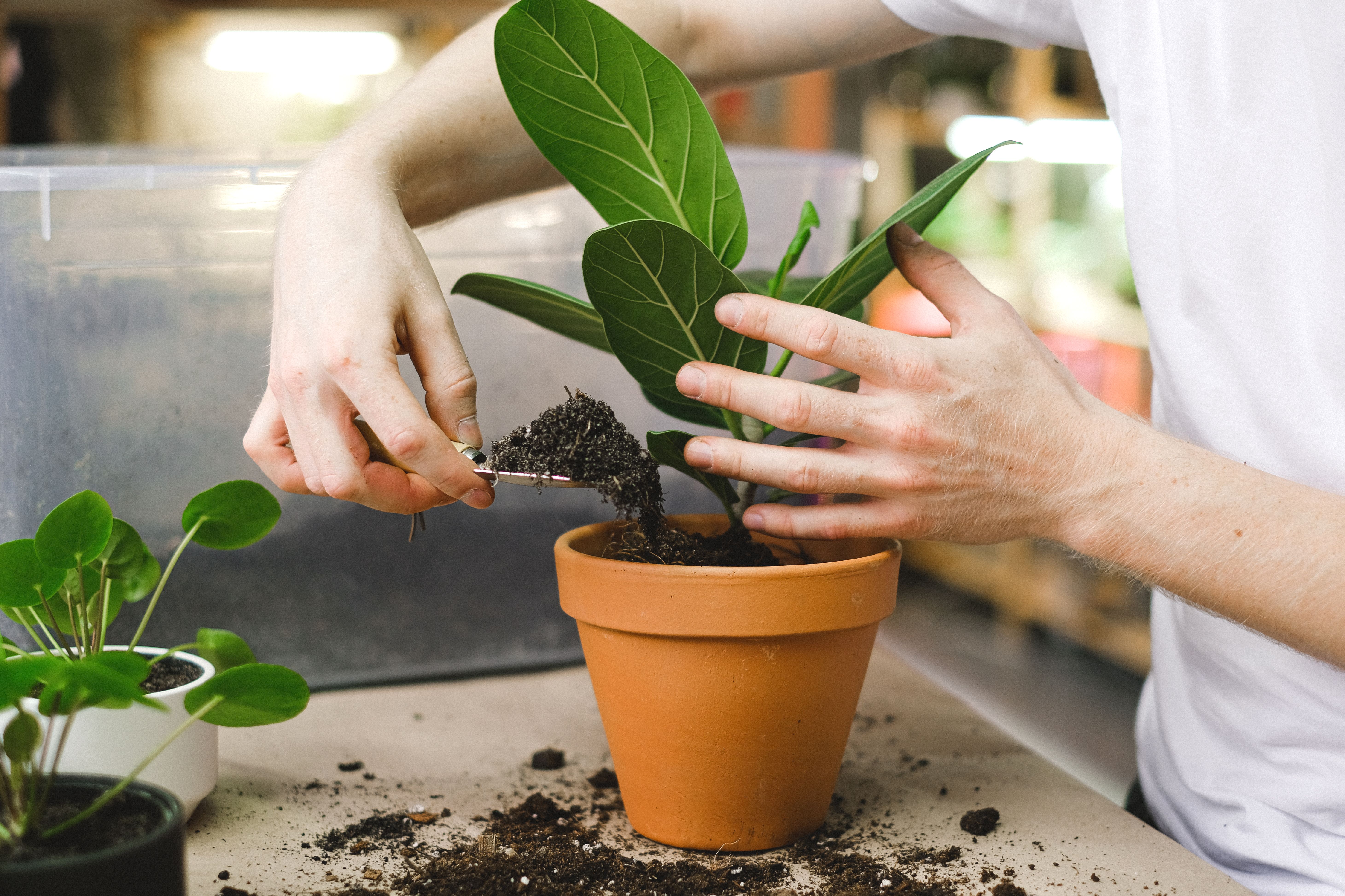Cómo trasplantar una planta paso a paso a un macetero nuevo