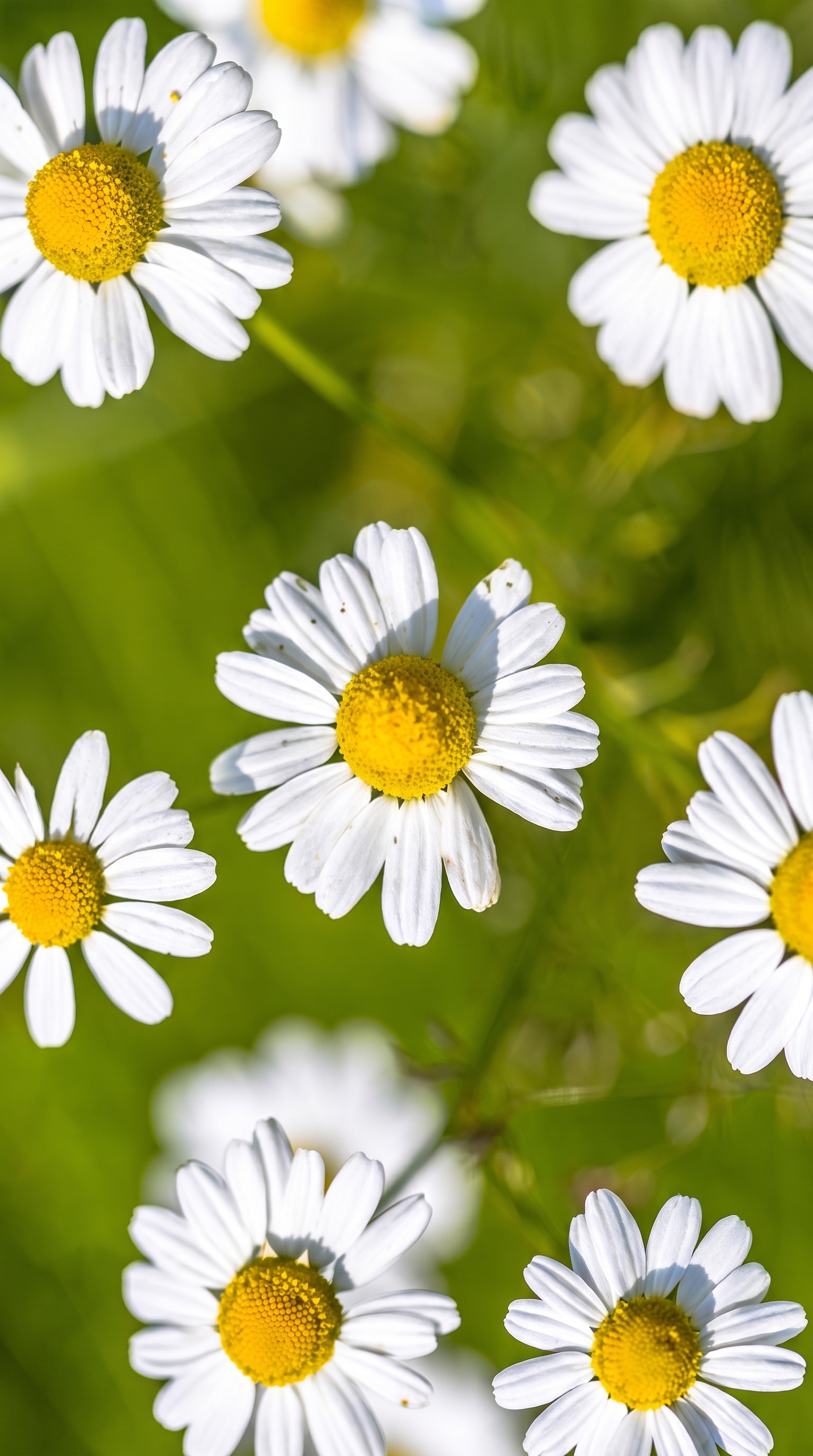 Chamomile Extract