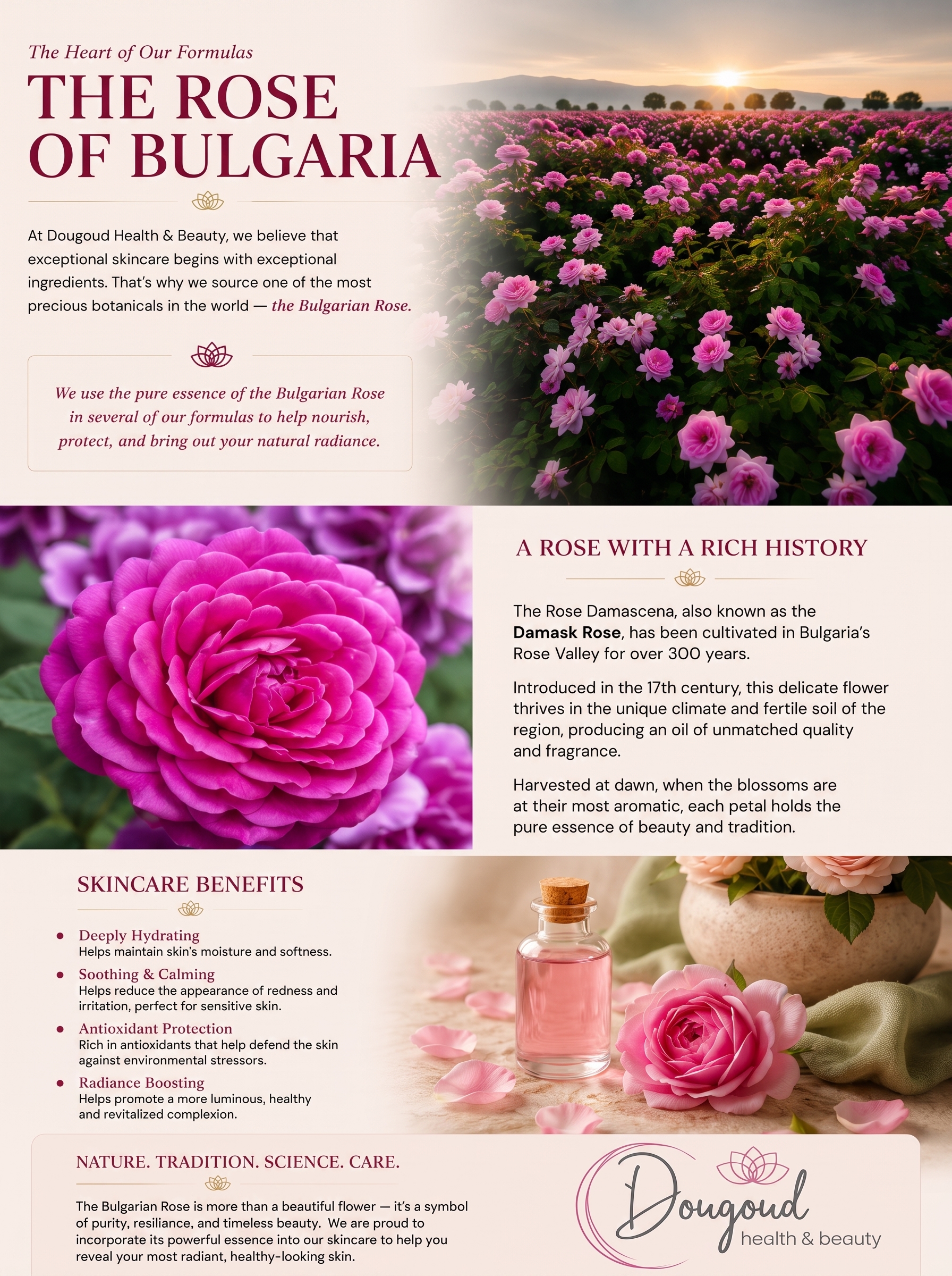 The Rose of Bulgaria