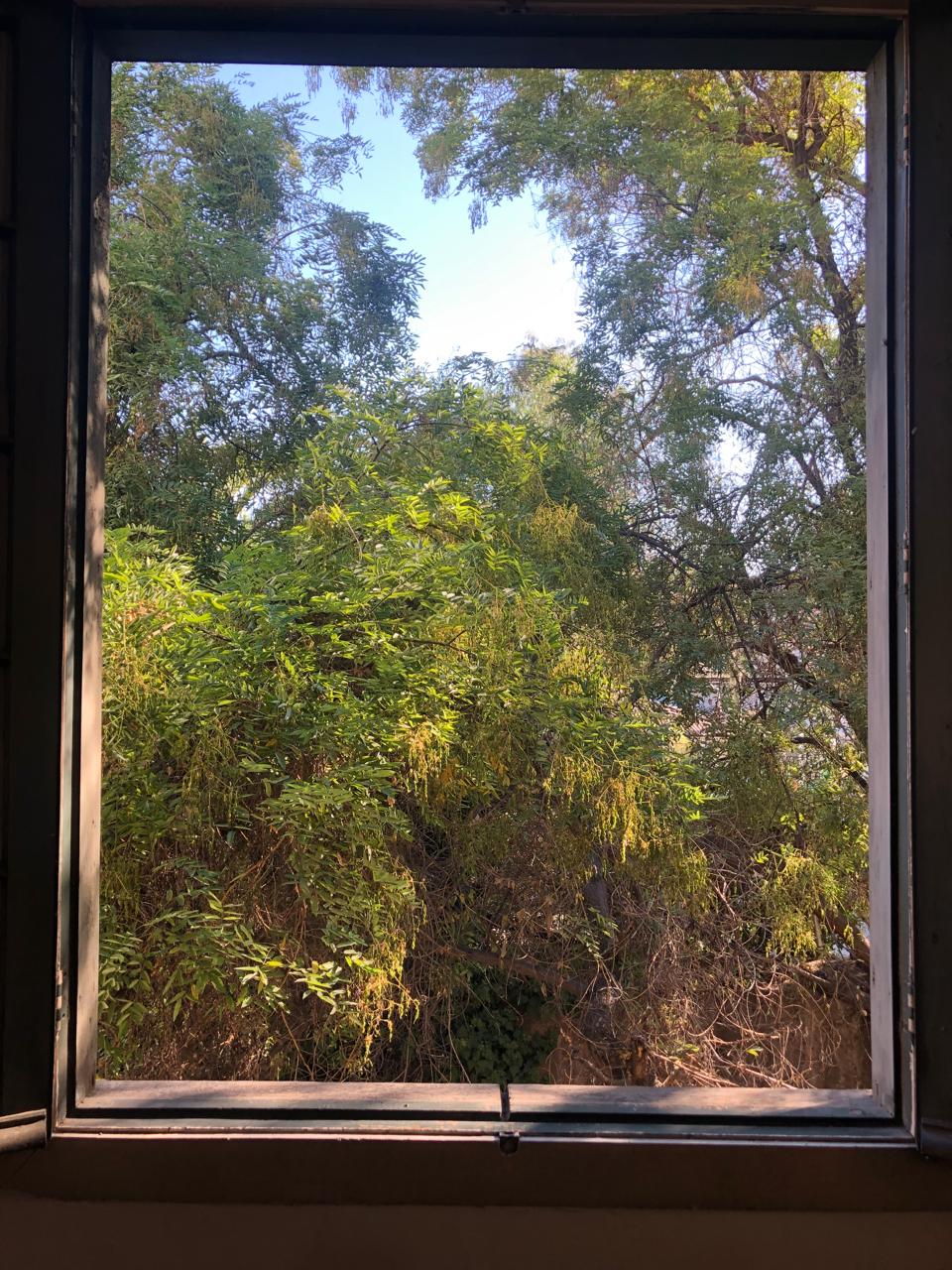 Vista desde la ventana del estudio hacia el patio interior con árboles