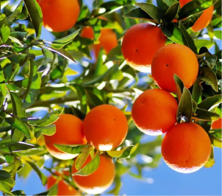 Frutales