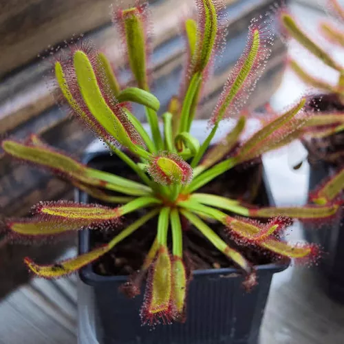 Drosera Capensis - gula Plantas Carnívoras