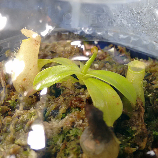 Nepenthes - Gula Plantas Carnívoras