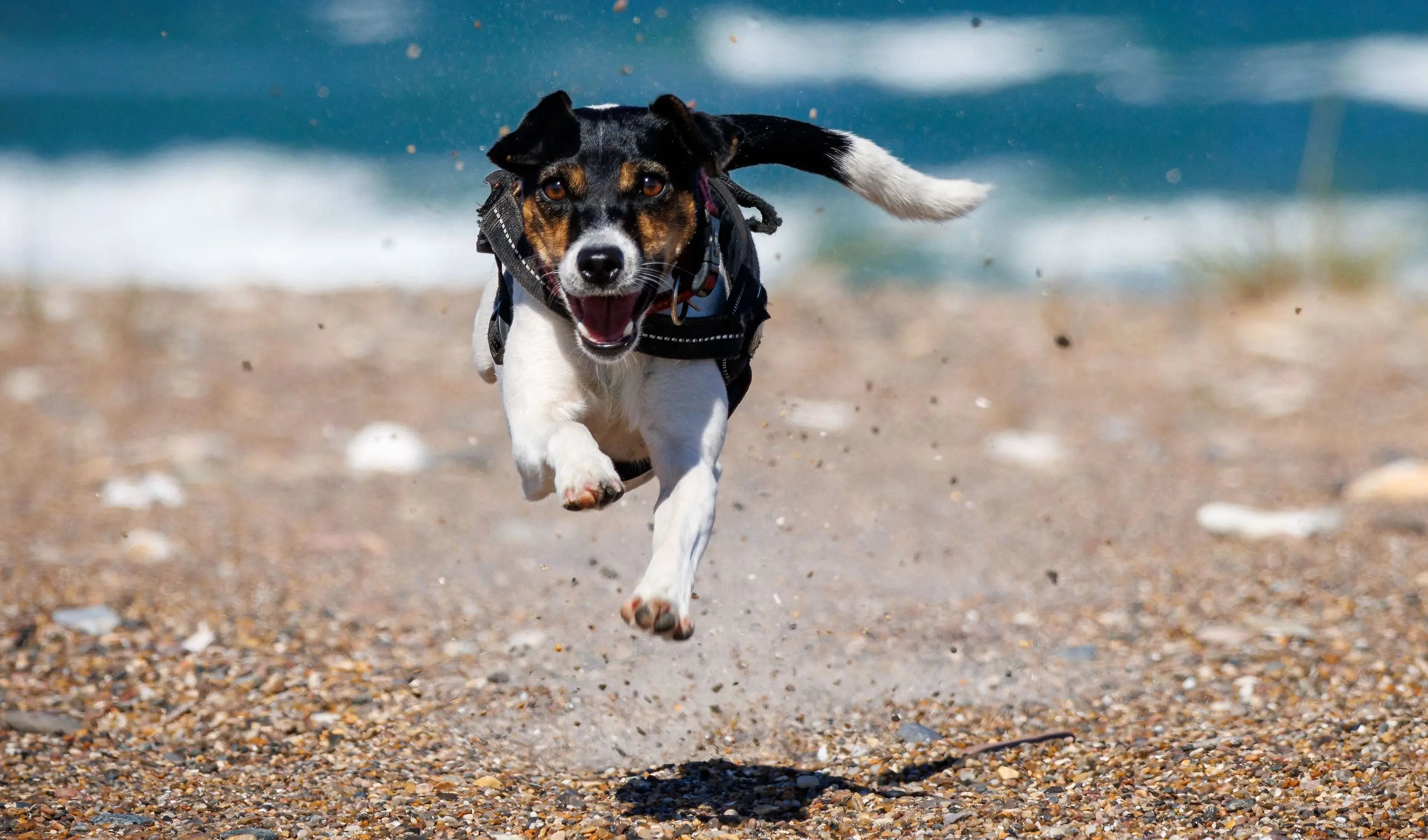 Flexadin Para Perros con Artrosis