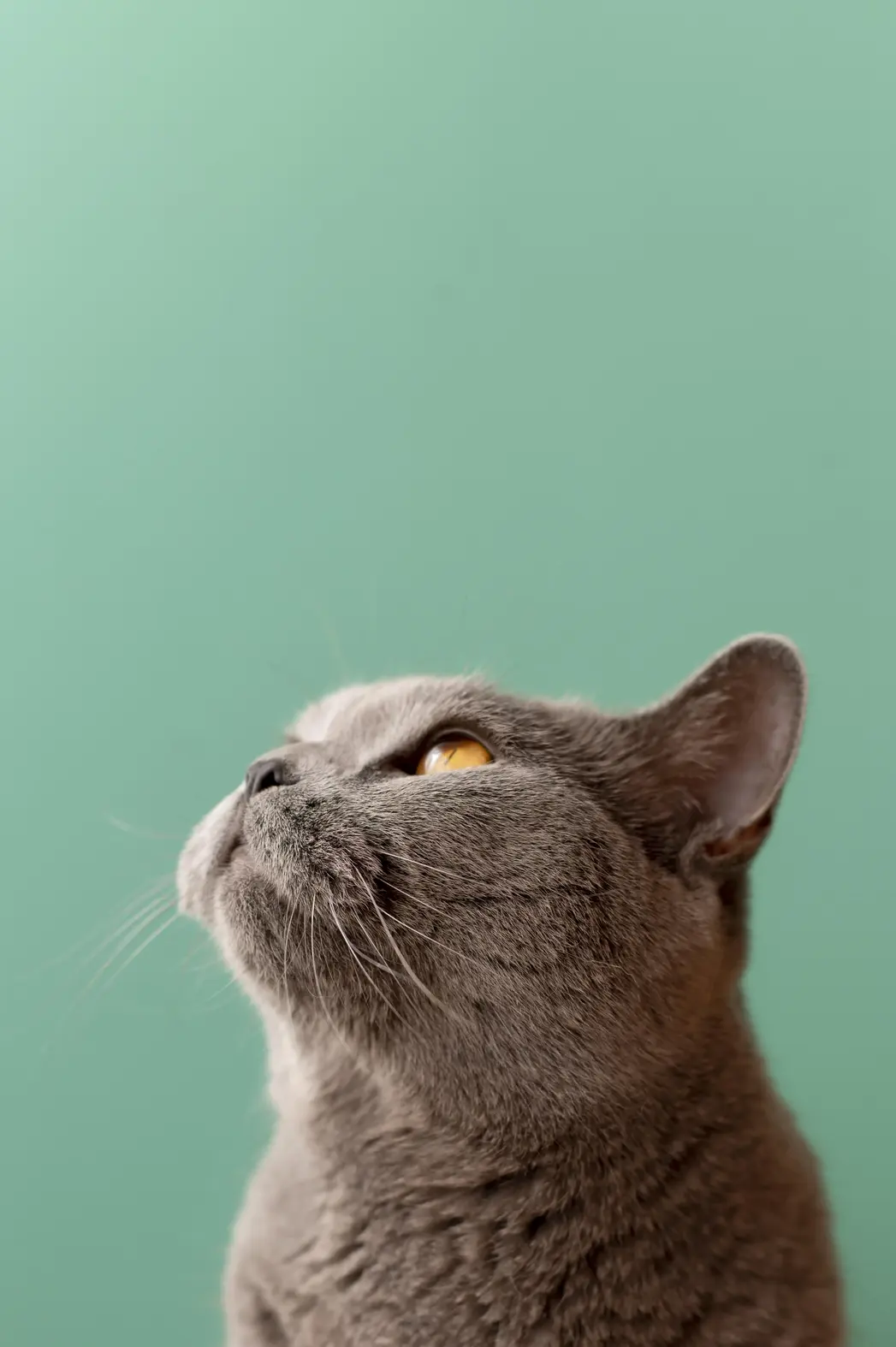 Problemas urinarios en gatos