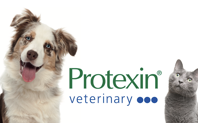 Probioticos para Perros