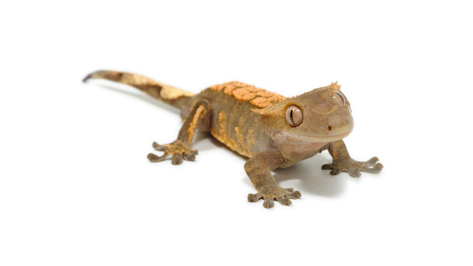 Gecko crestado, especie que se beneficia del calor de una placa térmica