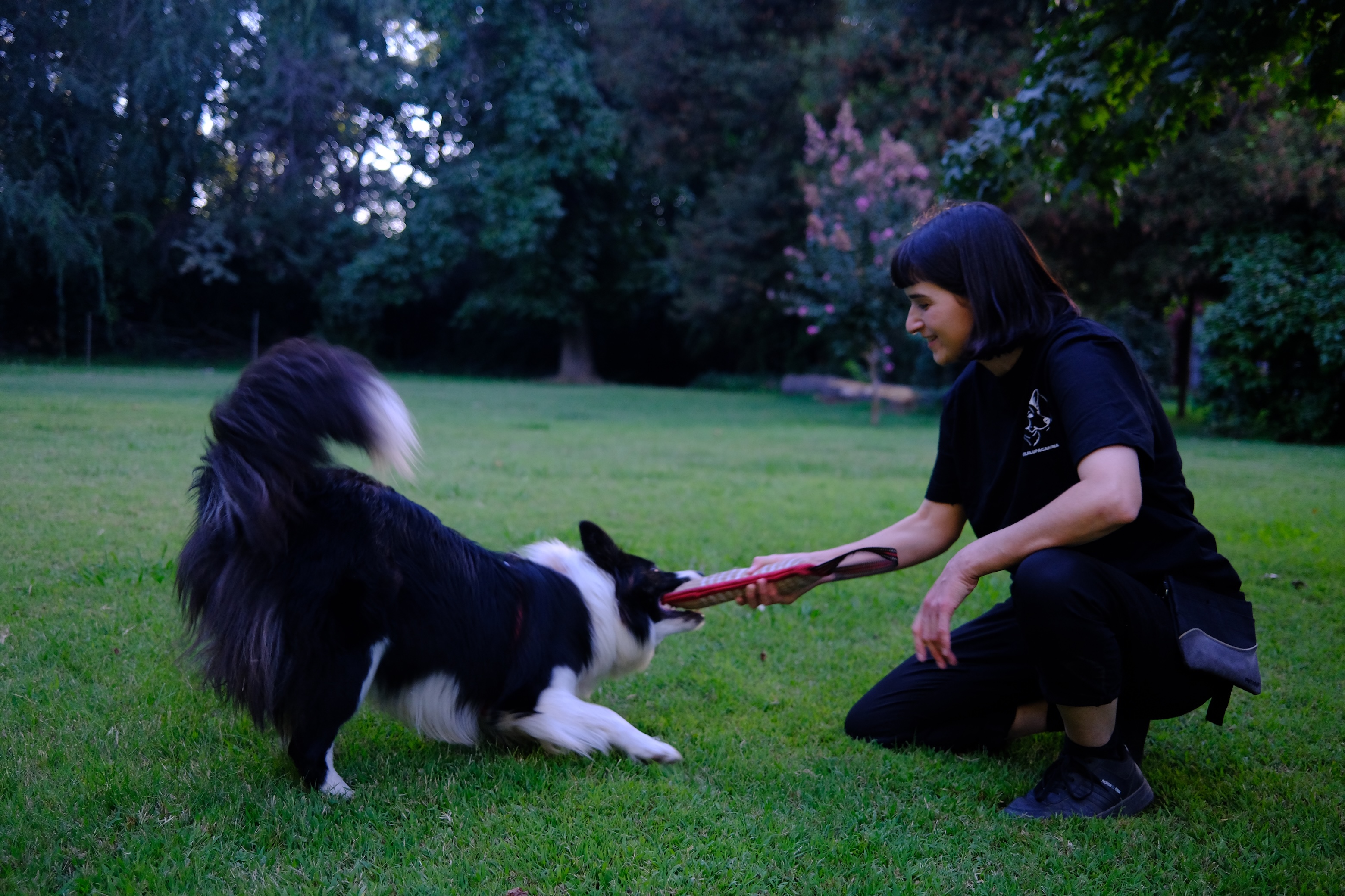 Entrenamiento canino a domicilio