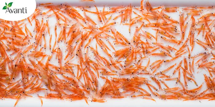 Aceite de Krill Laboratorio Avanti