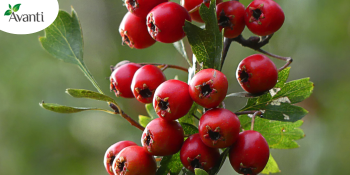 Bernerina capsulas avanti