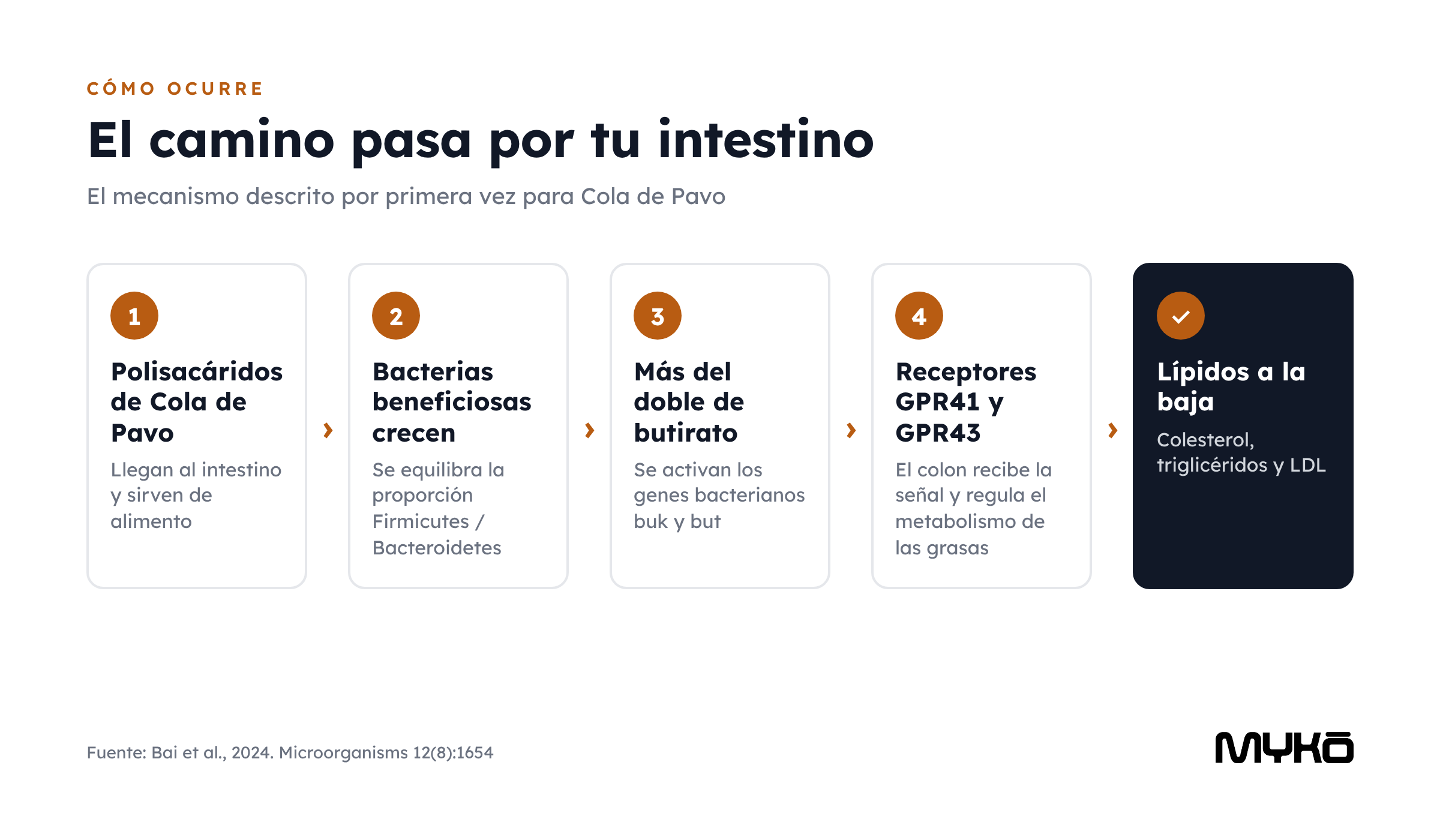 Esquema del mecanismo intestinal de la Cola de Pavo: microbiota, butirato y receptores GPR41 y GPR43