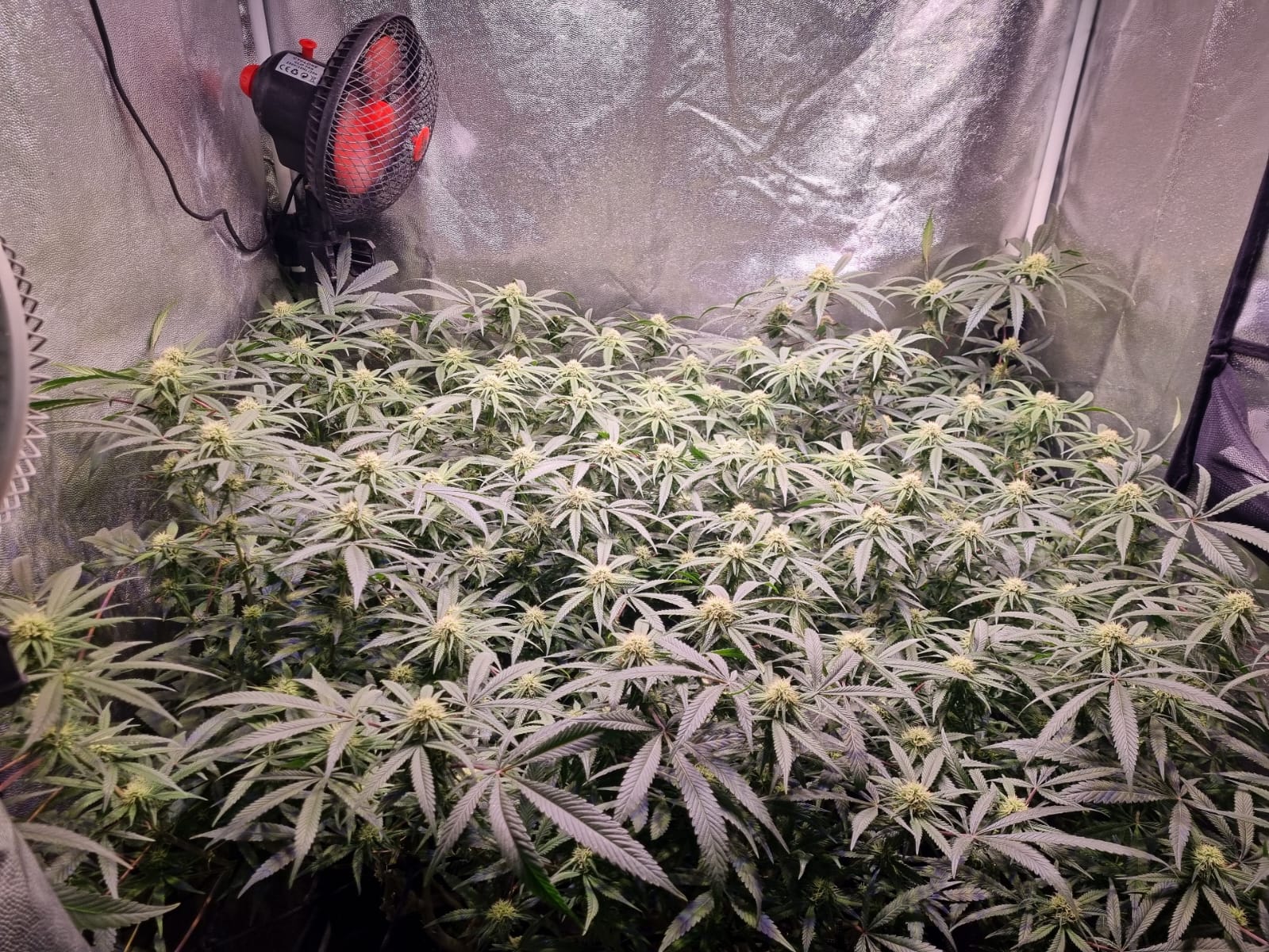 Vista general de cultivo indoor de cannabis con técnica SCROG en floración avanzada, colas homogéneas y dosel parejo.