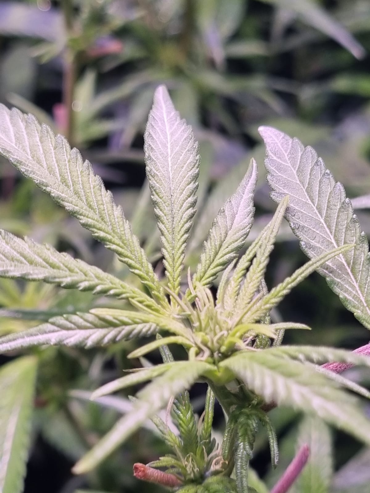 Inicio de floración en cultivo SCROG de cannabis, puntas apicales endureciendo y definiendo colas.