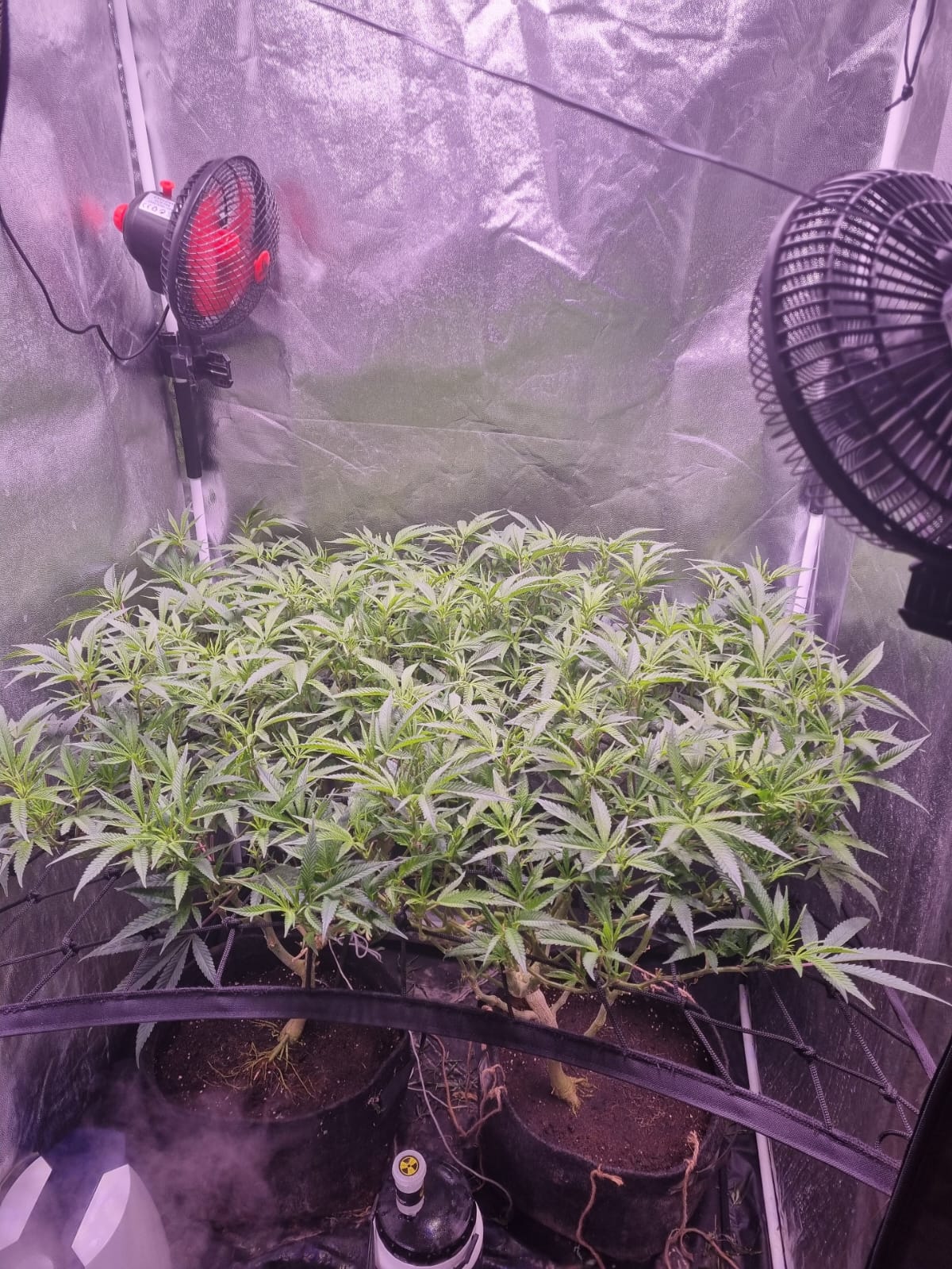 SCROG cannabis en etapa vegetativa antes de pasar a floración, malla instalada y dosel en formación.