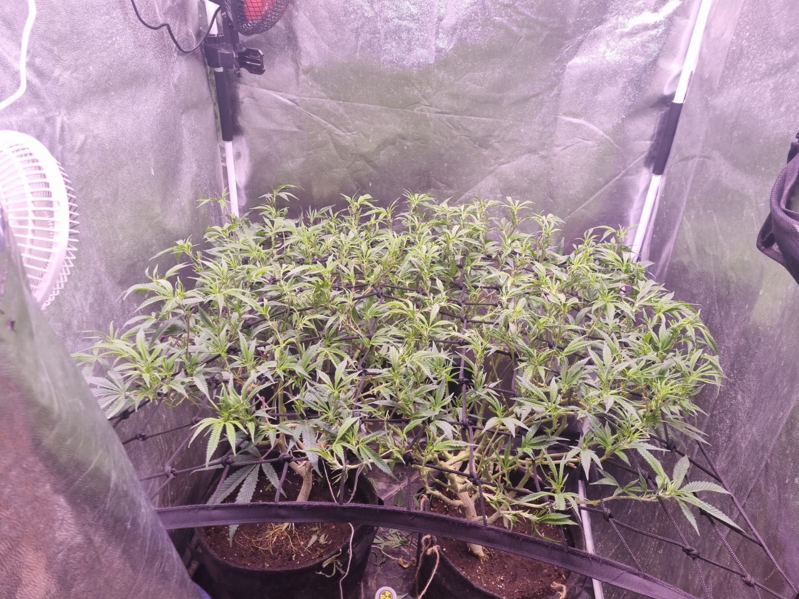 Defoliación en SCROG de cannabis antes de pasar a floración para exponer brazos y preparar el dosel.