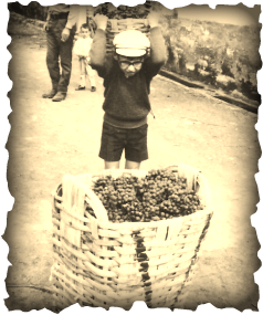 Filipe, tio do Hugo, a carregar um cesto de uvas