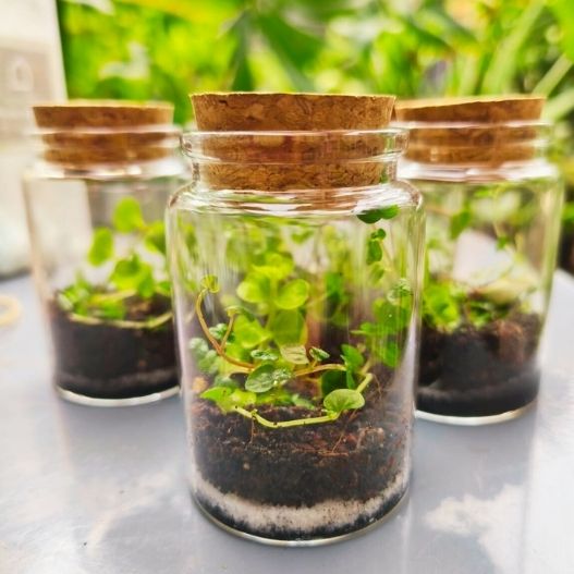 Mini terrario