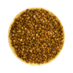 AVELLANA CHILENA